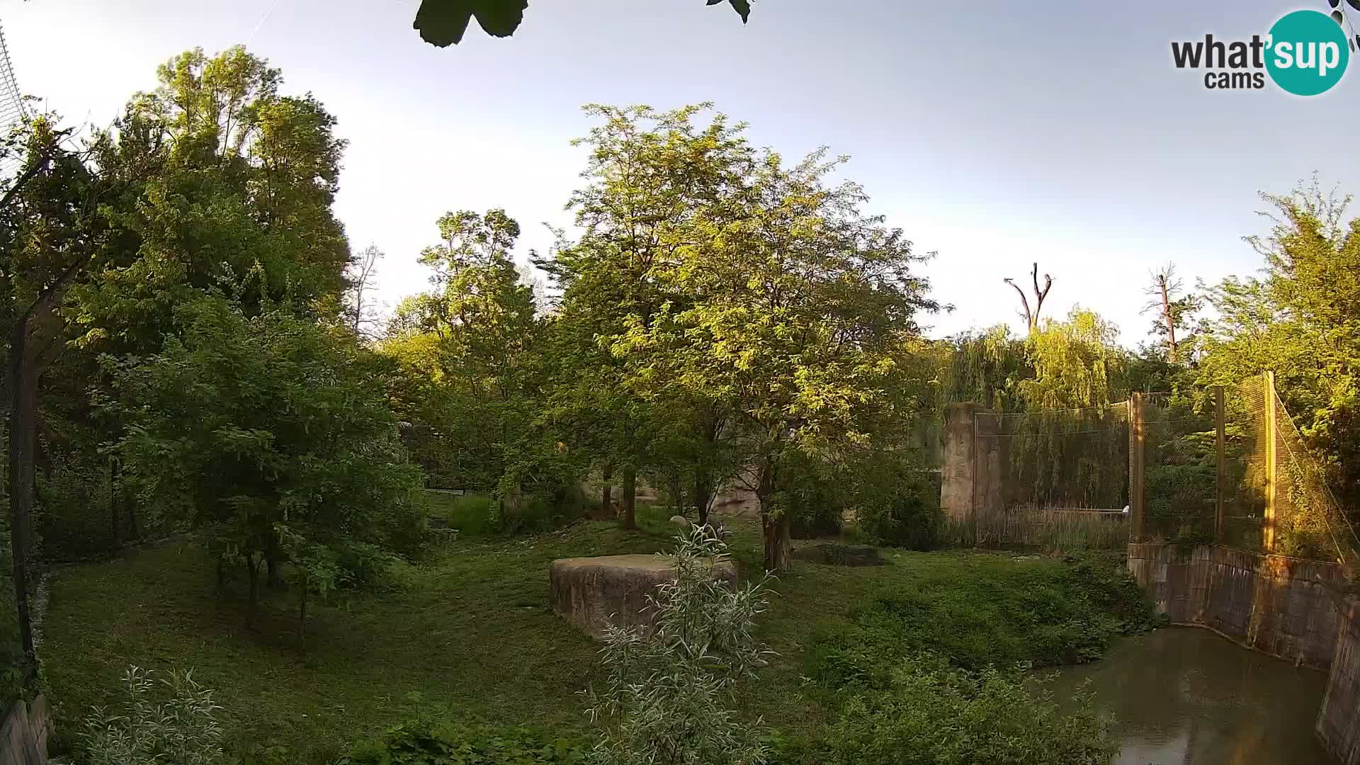 Zoo Zagreb – Lavovi