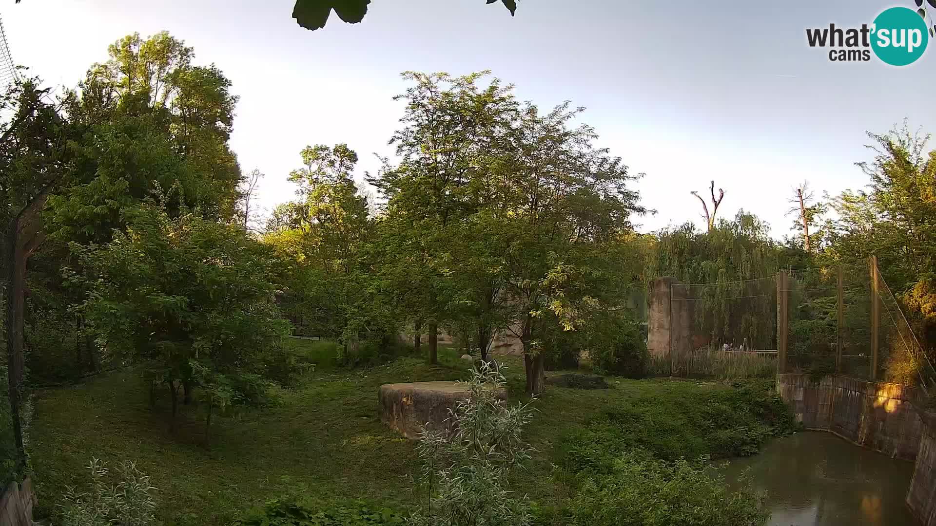 Zoo Zagreb – Lion