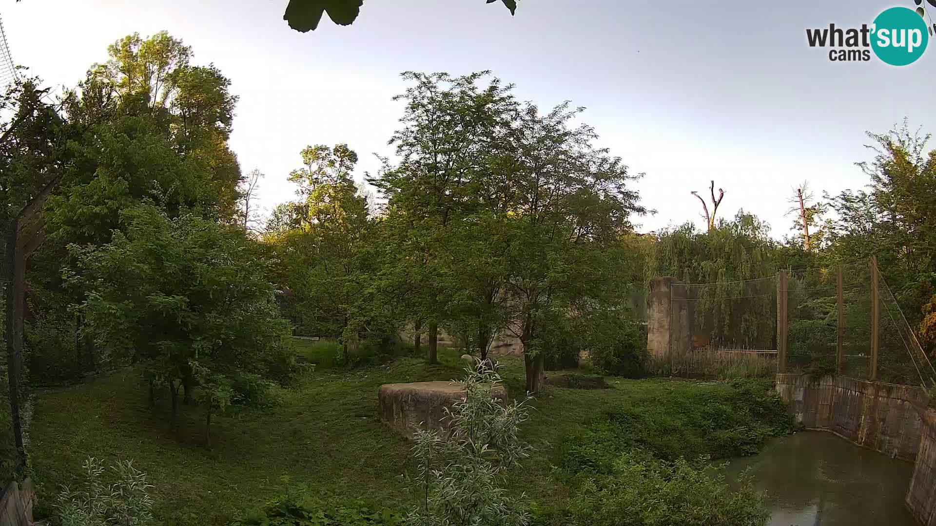 Spletna kamera Zoo Zagreb – Levi