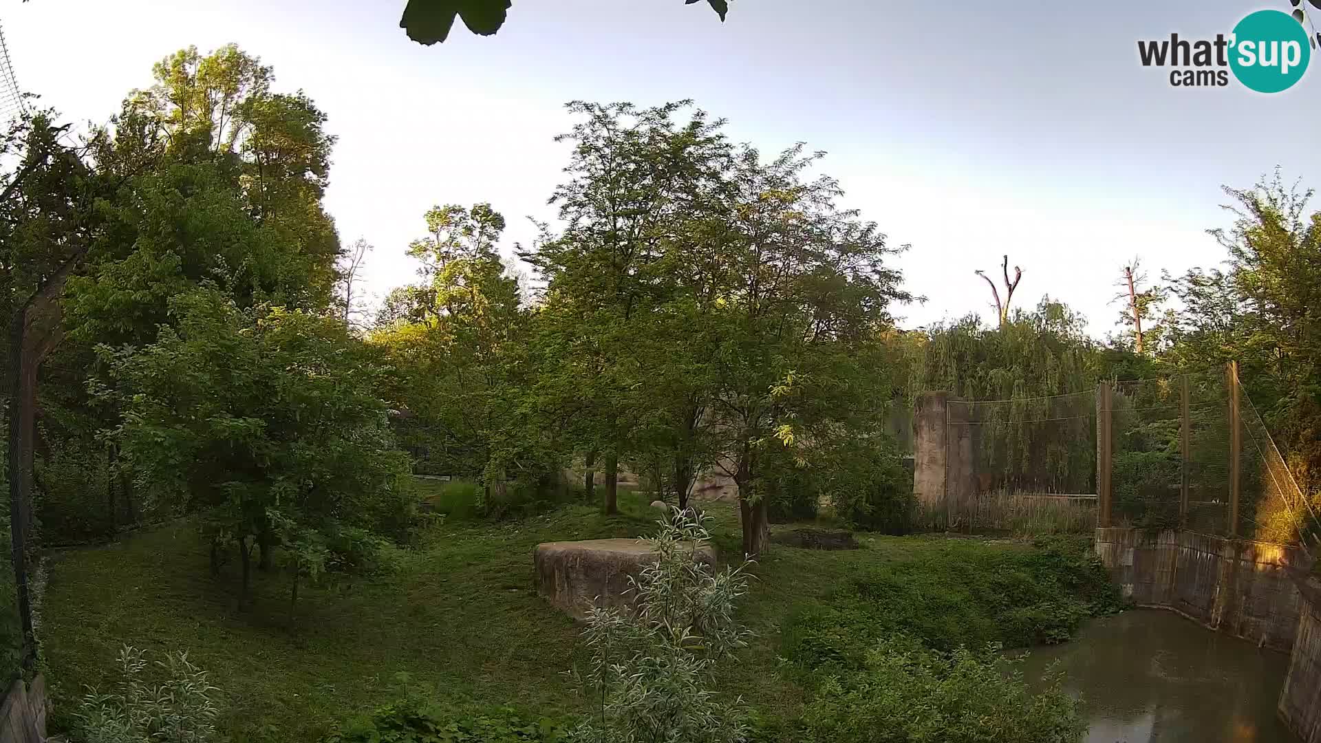 Zoo Zagreb – Lavovi