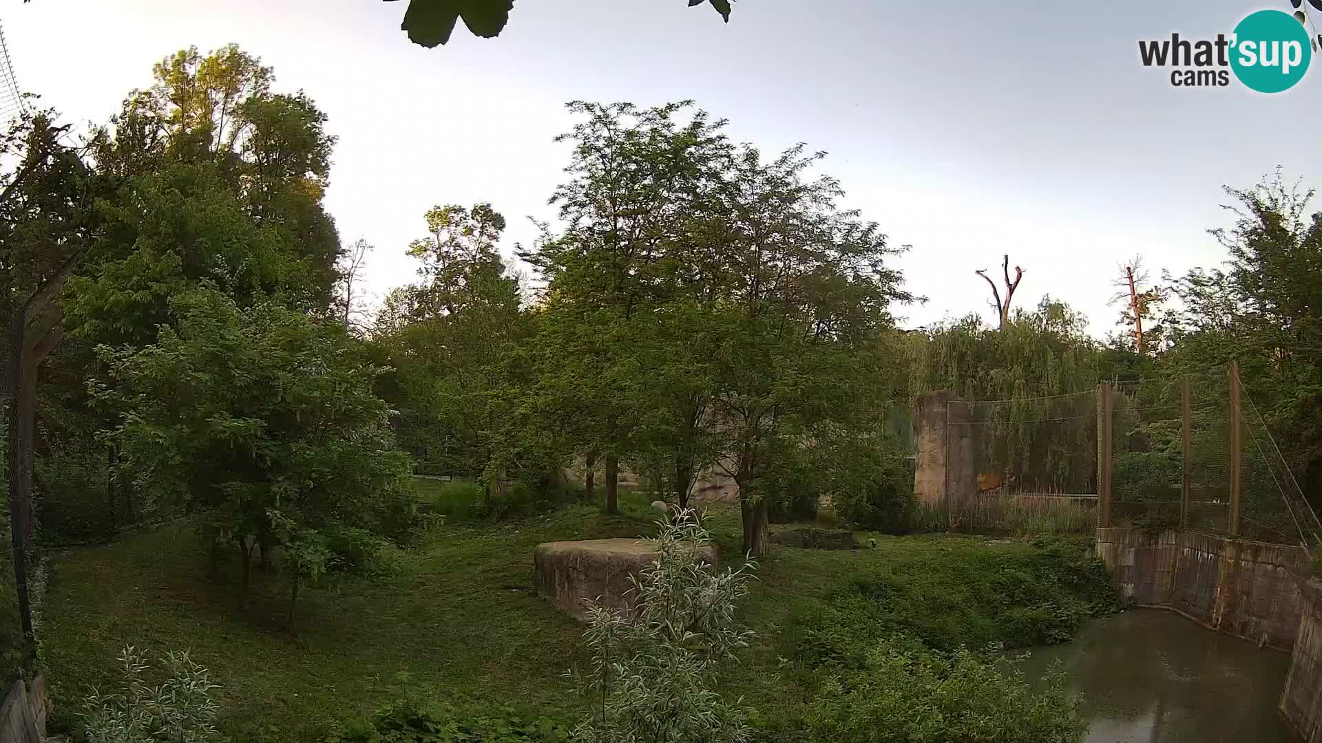 Zoo Zagreb – Löwen