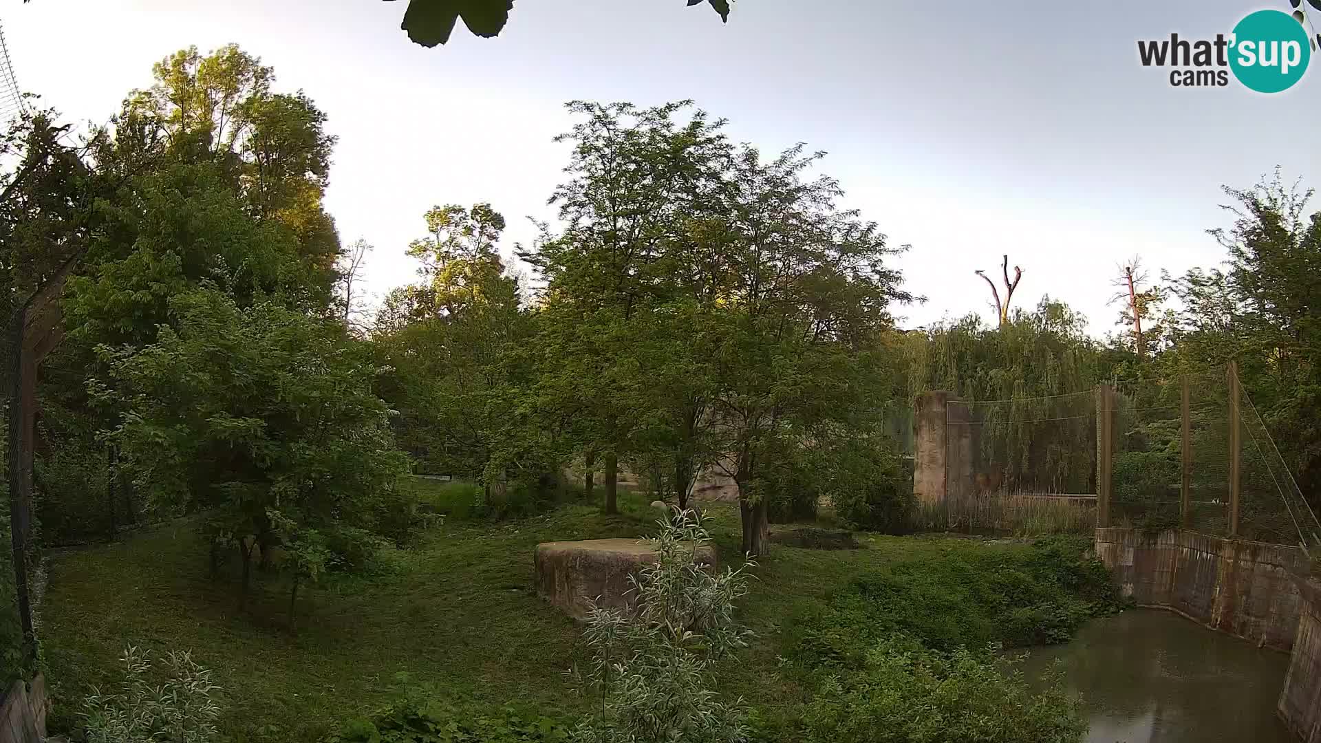 Zoo Zagreb – Lion