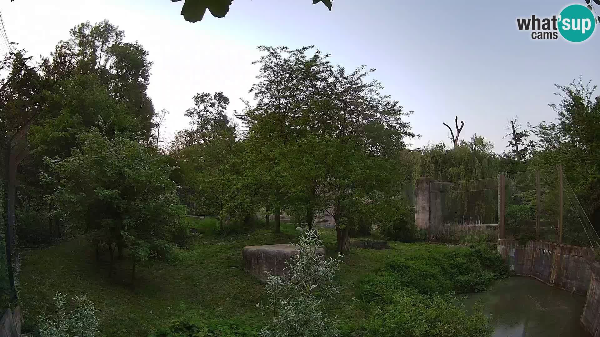 Zoo Zagreb – Lion