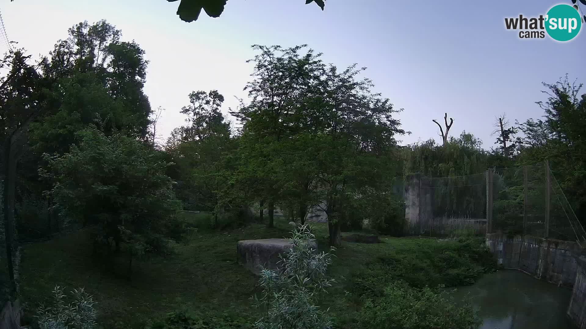 Zoo Zagreb – Lavovi