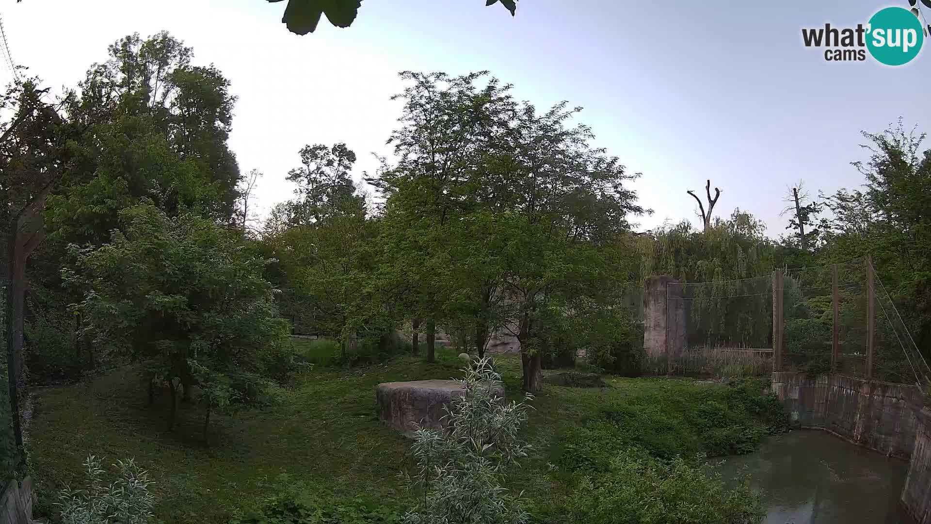 Zoo Zagreb – Lion
