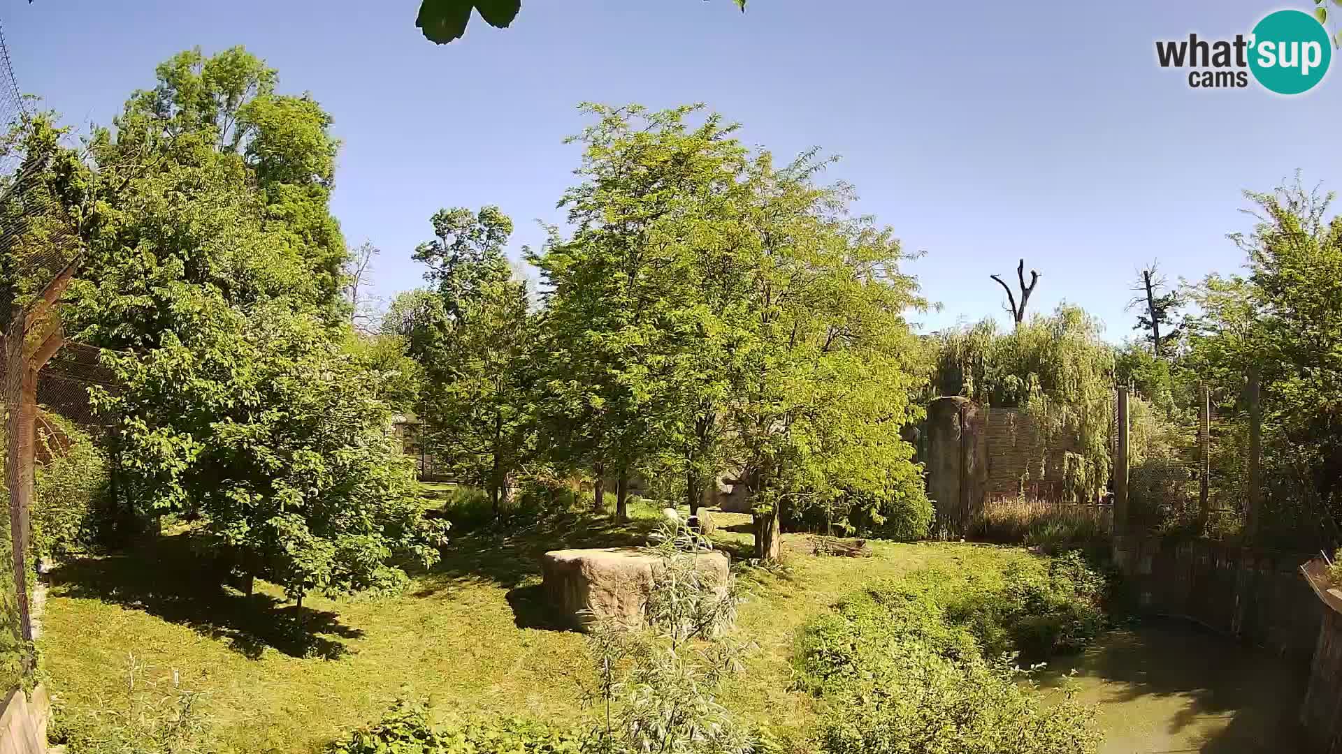 Zoo Zagreb – Lion