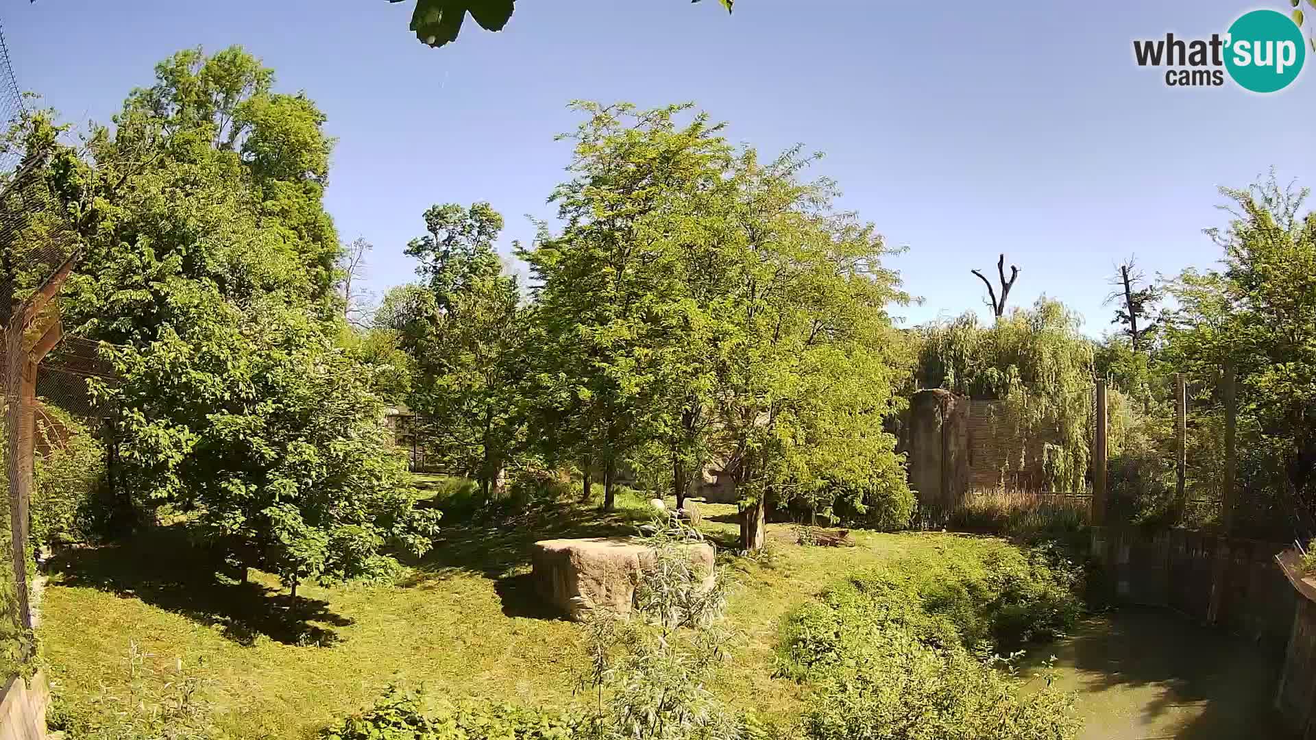 Zoo Zagreb – Leones