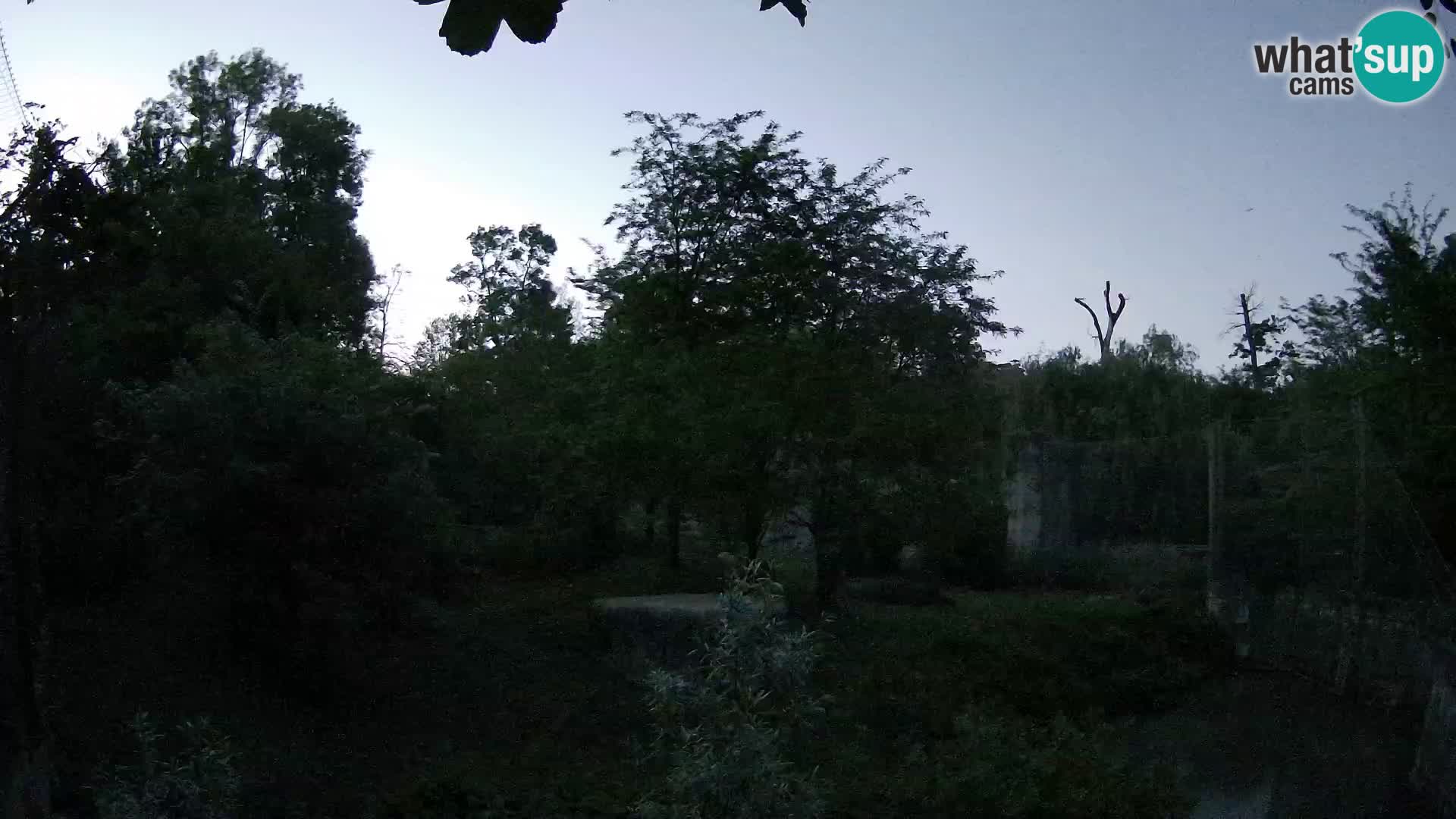 Zoo Zagreb – Lavovi