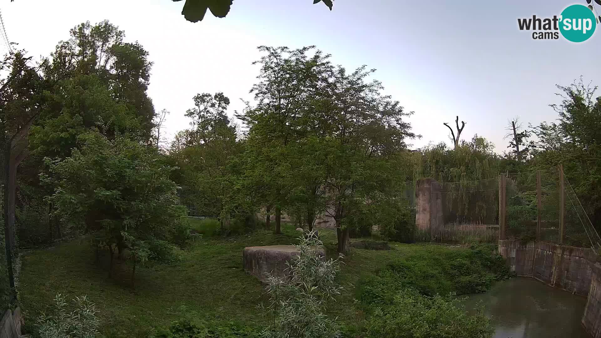 Zoo Zagreb – Lion