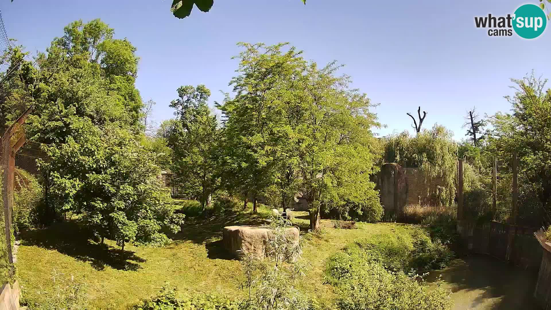 Zoo Zagreb – Lavovi