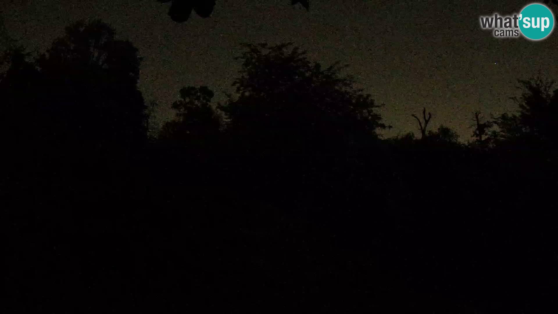 Spletna kamera Zoo Zagreb – Levi
