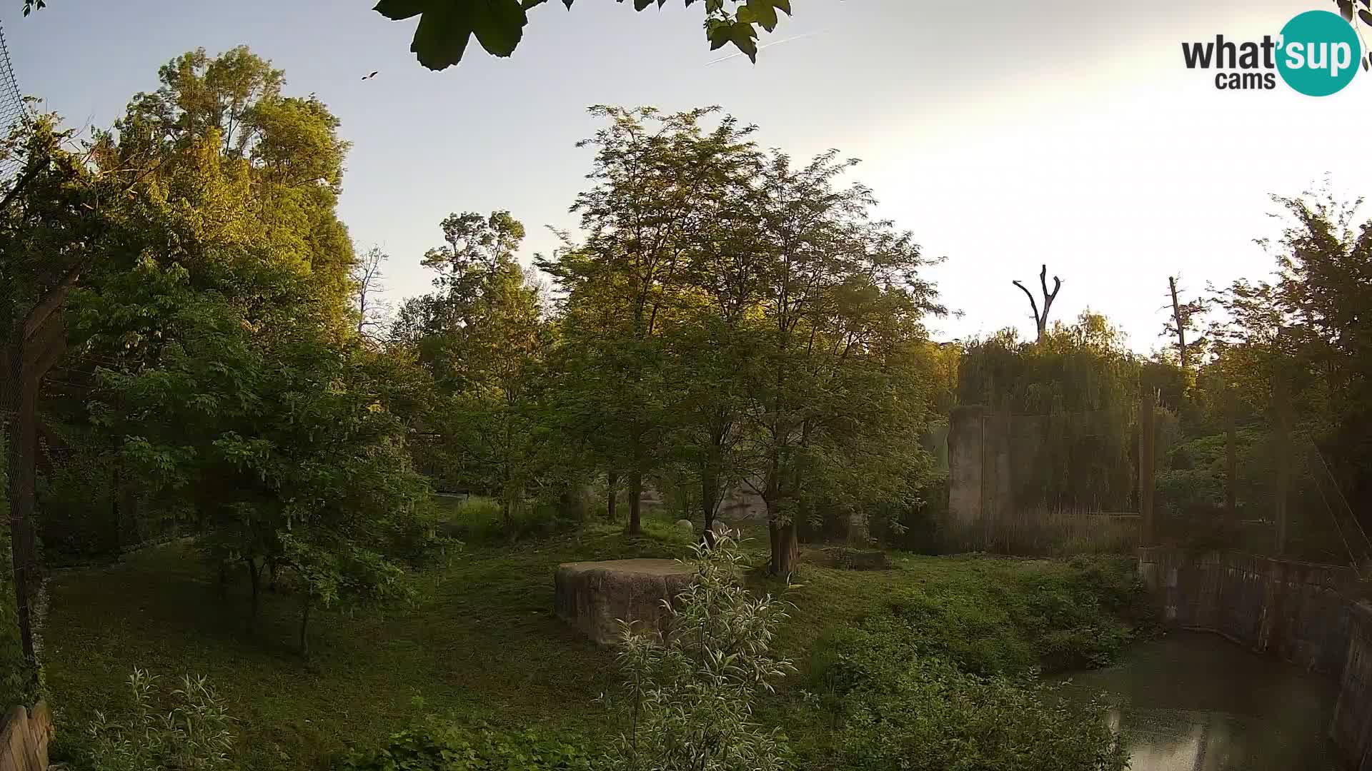 Zoo Zagreb – Lion