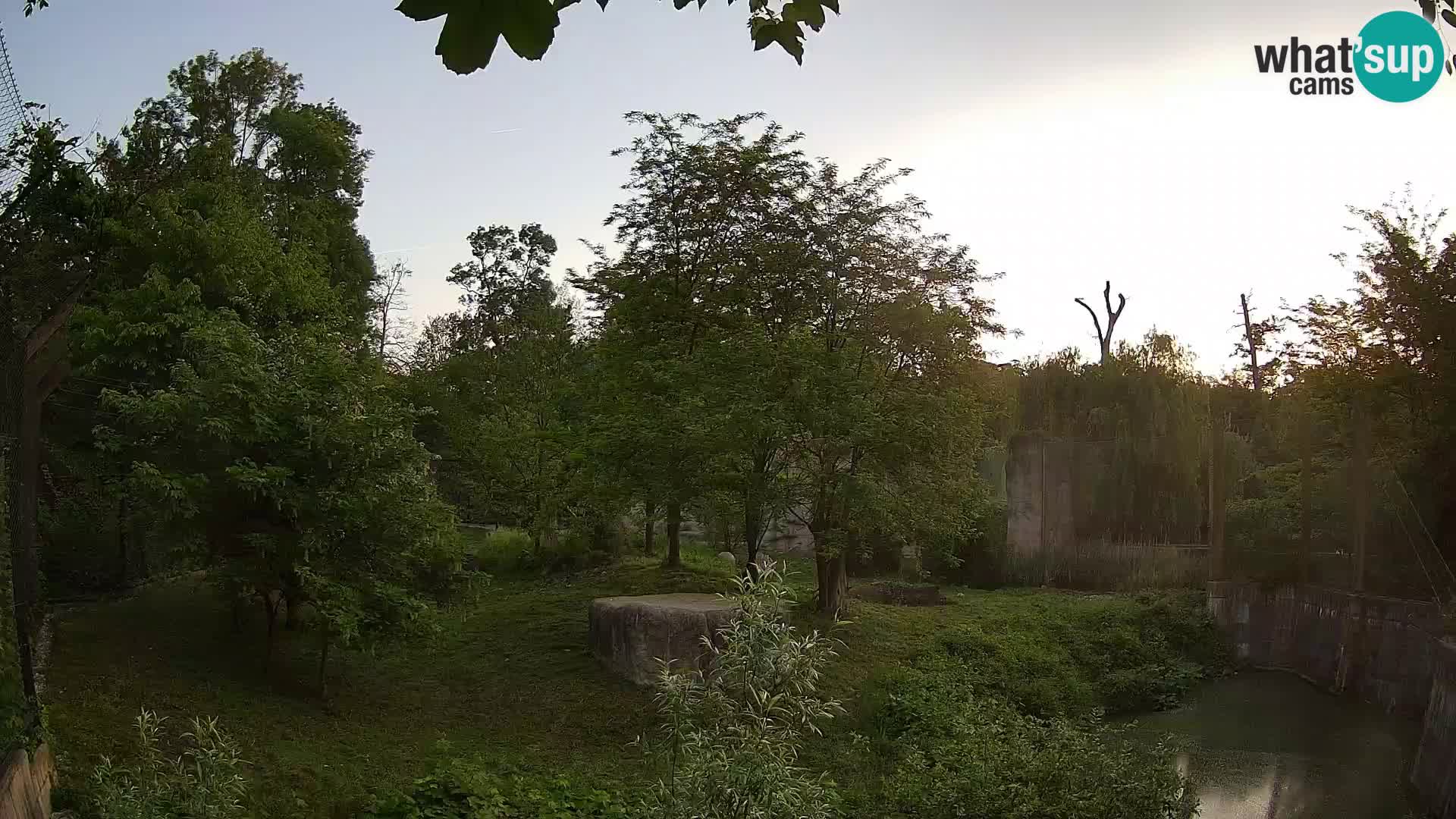 Zoo Zagreb – Lion