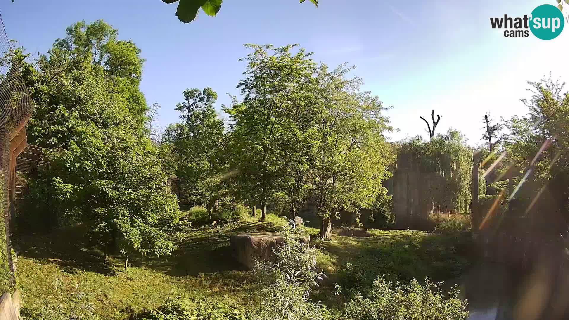 Zoo Zagreb – Lion