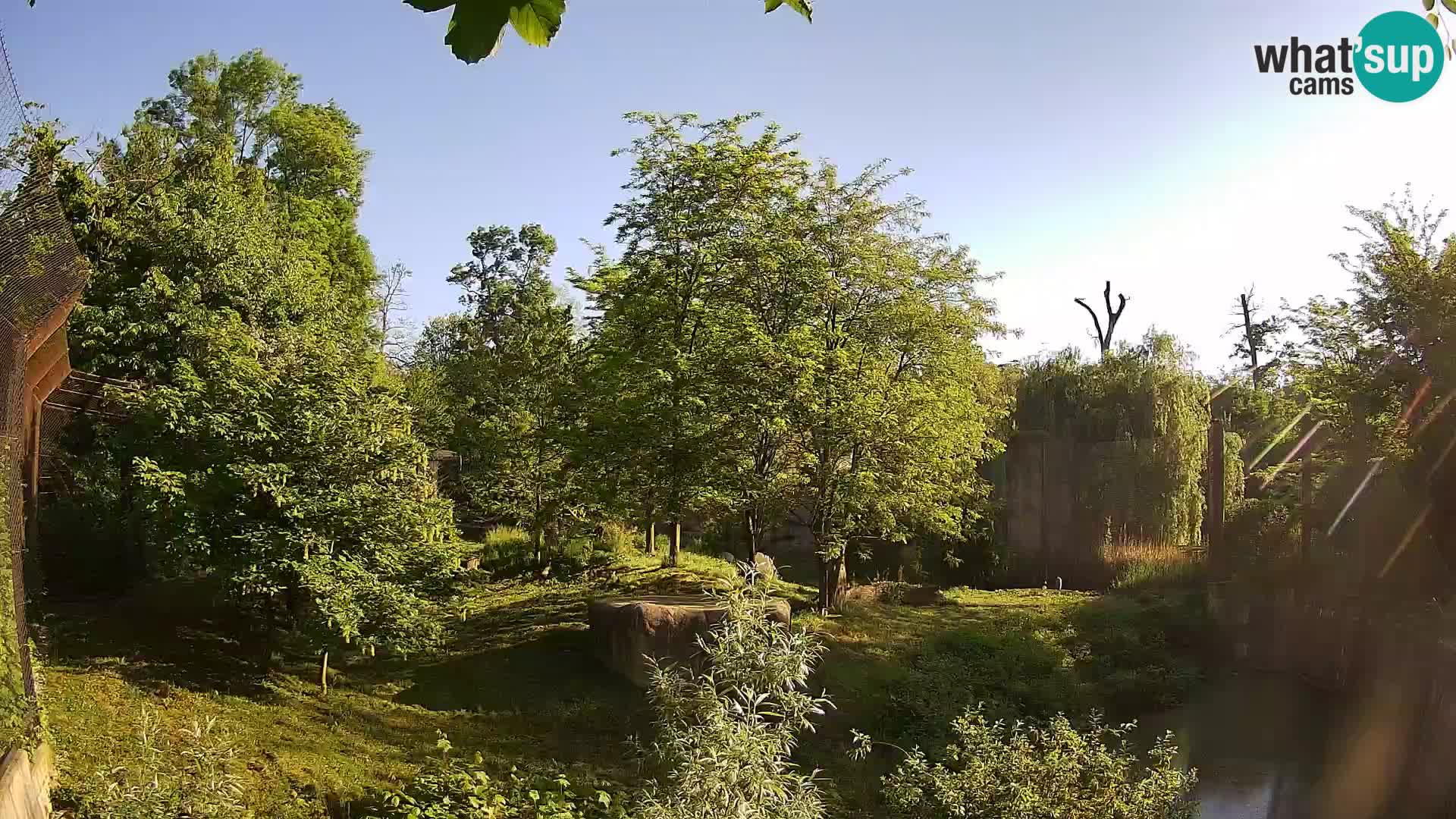 Zoo Zagreb – Leones