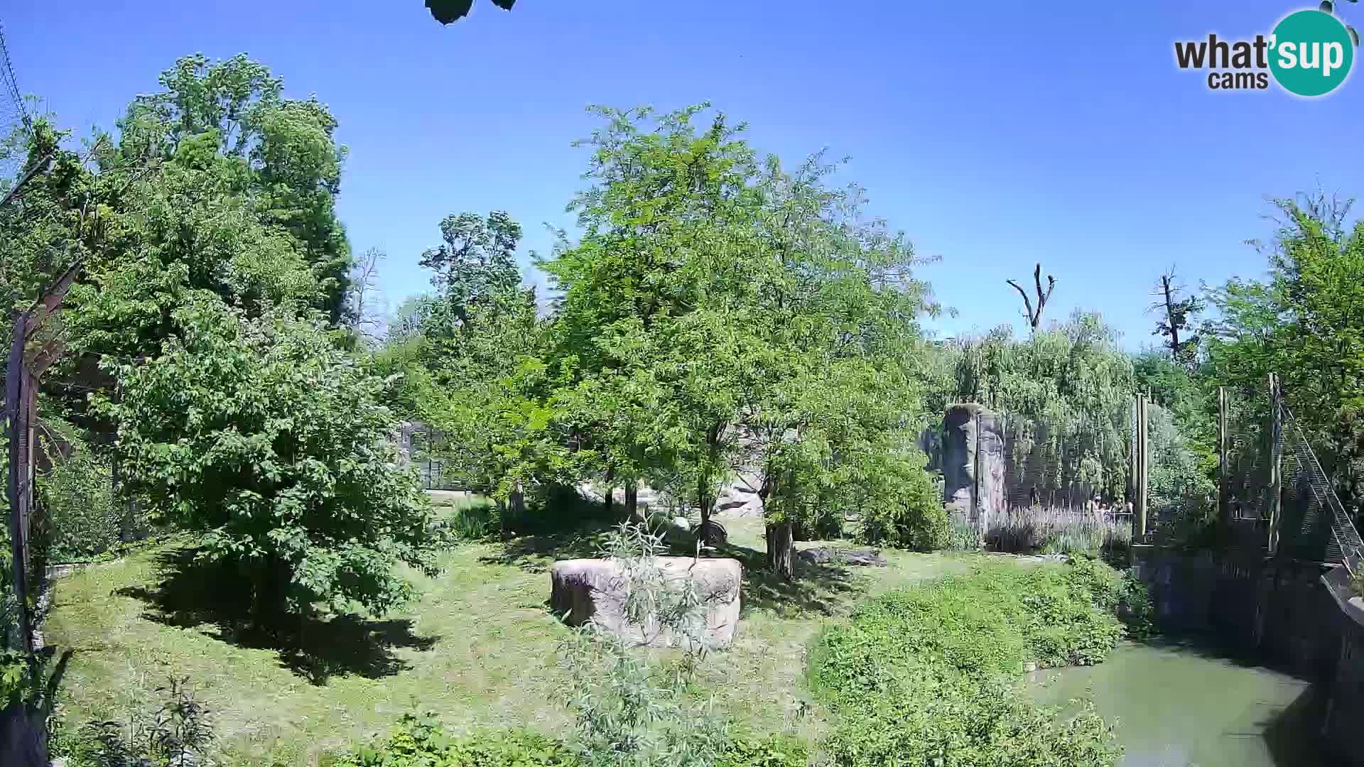Zoo Zagreb – Lavovi