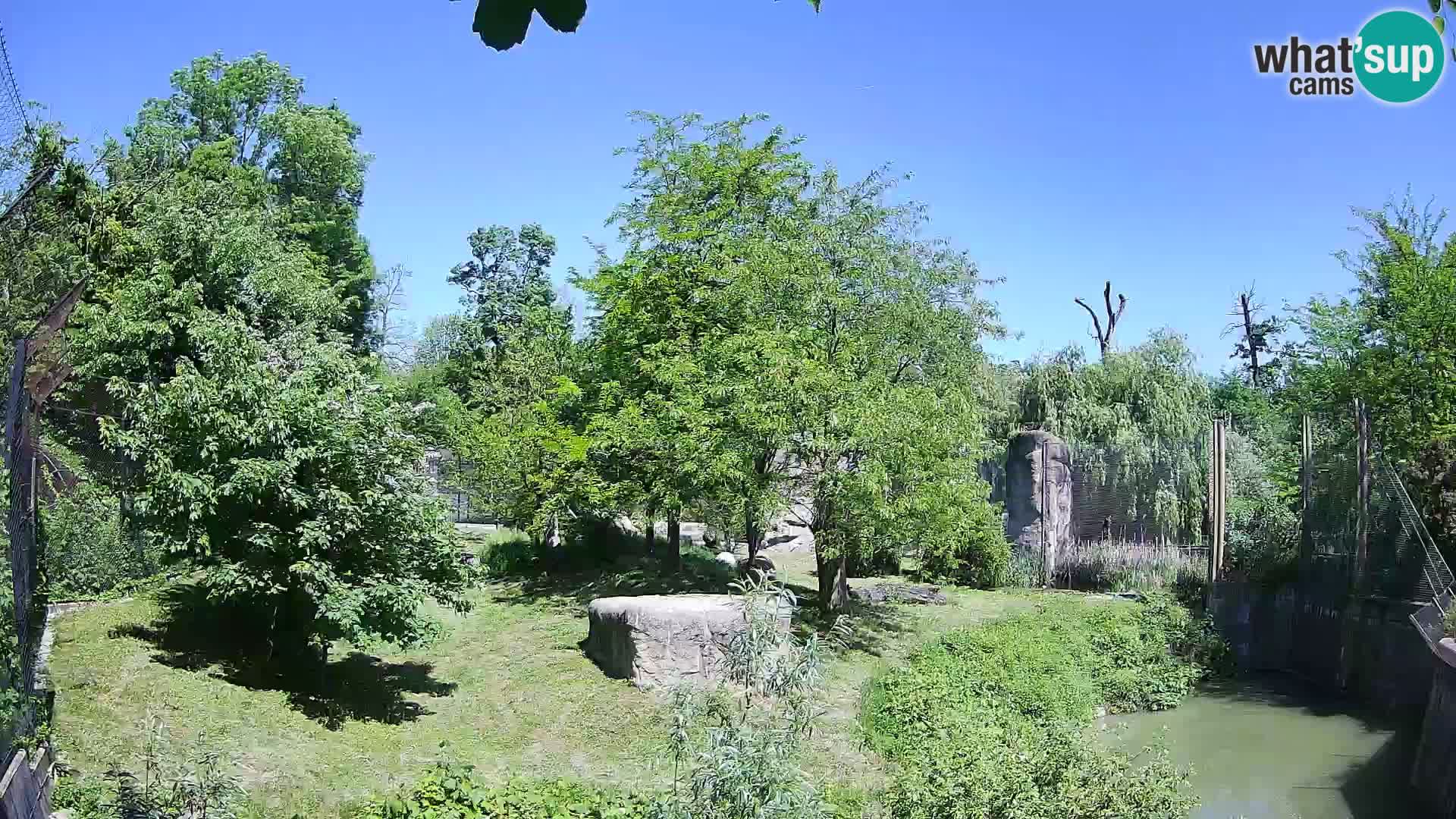 Zoo Zagreb – Lavovi