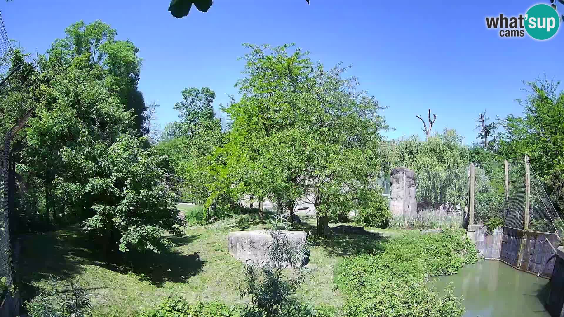 Zoo Zagreb – Lion