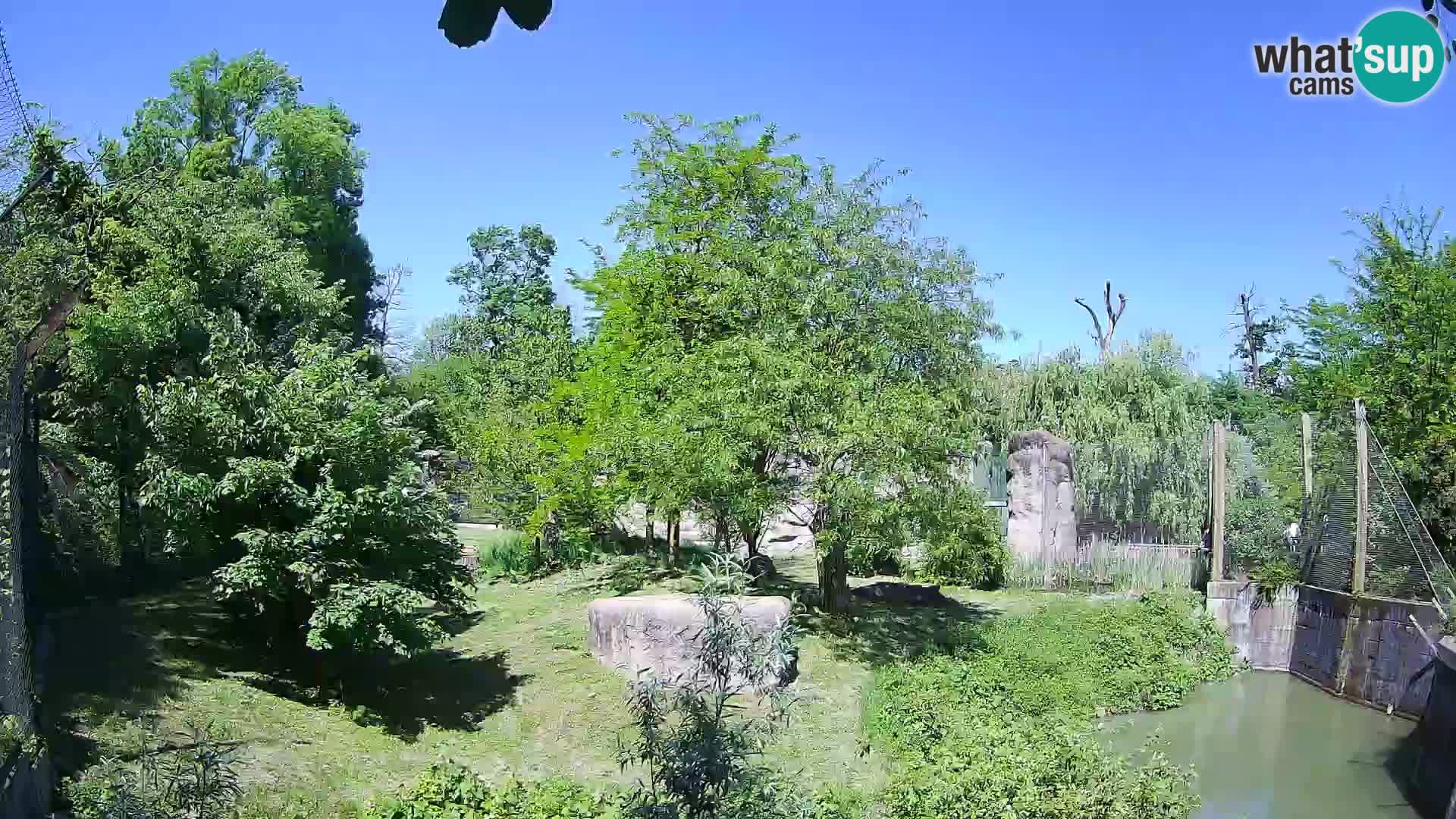 Zoo Zagreb – Löwen