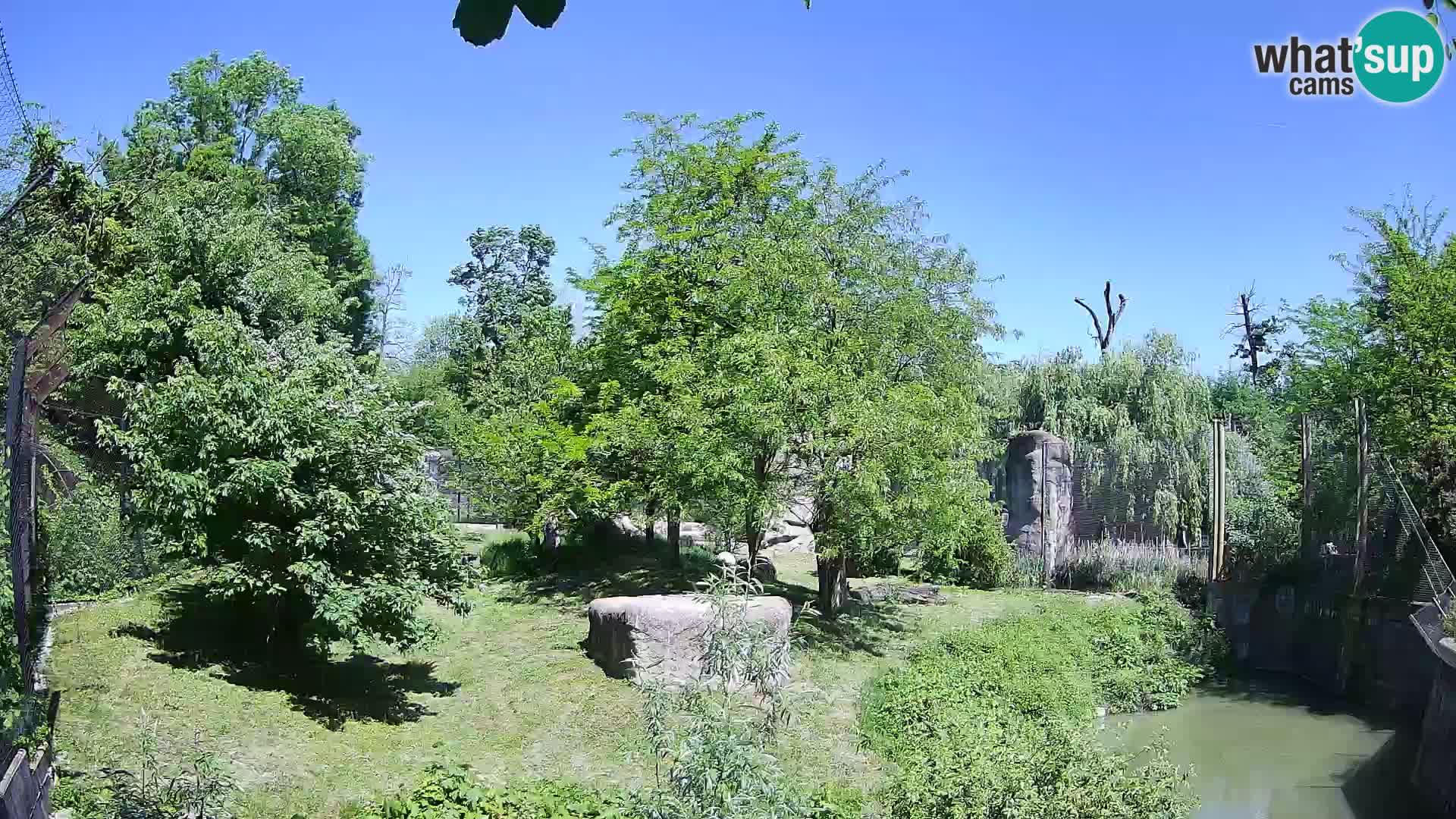 Zoo Zagreb – Lion