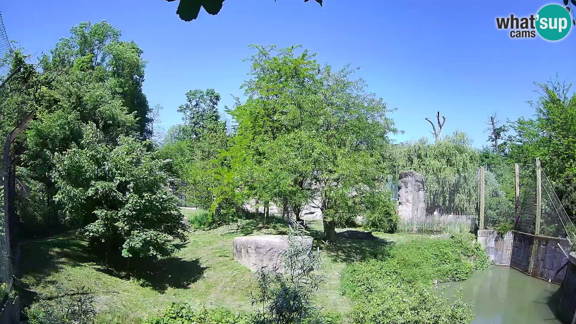 Zoo Zagreb – Lion