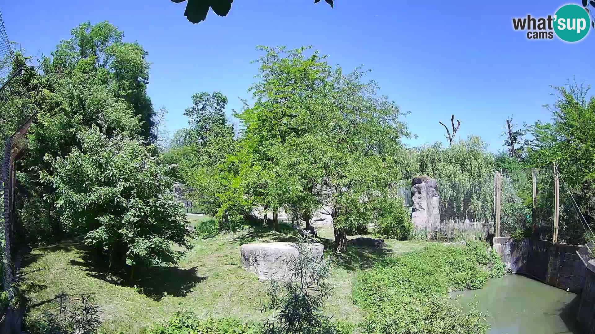 Zoo Zagreb – Lion
