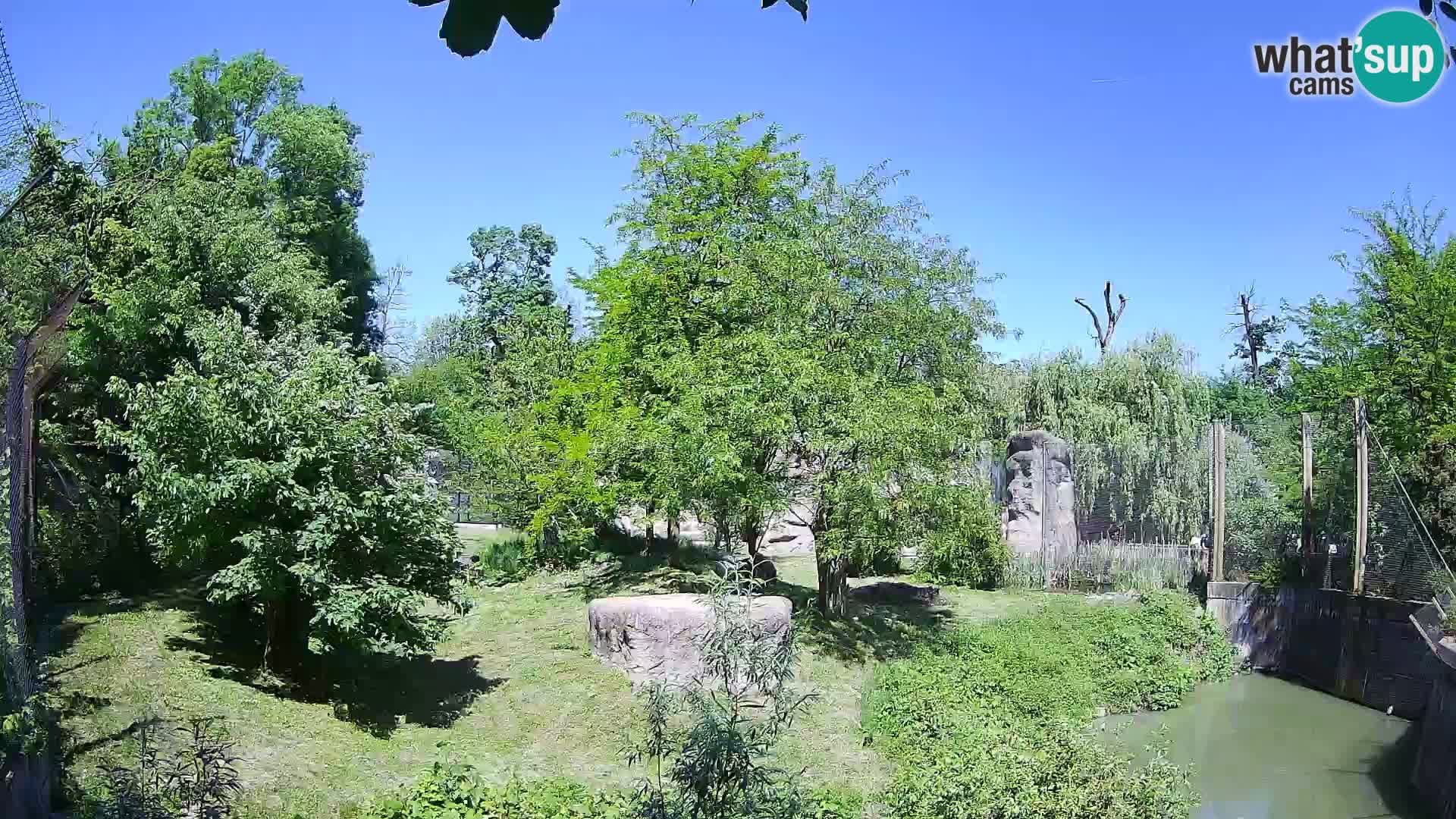 Zoo Zagreb – Lion