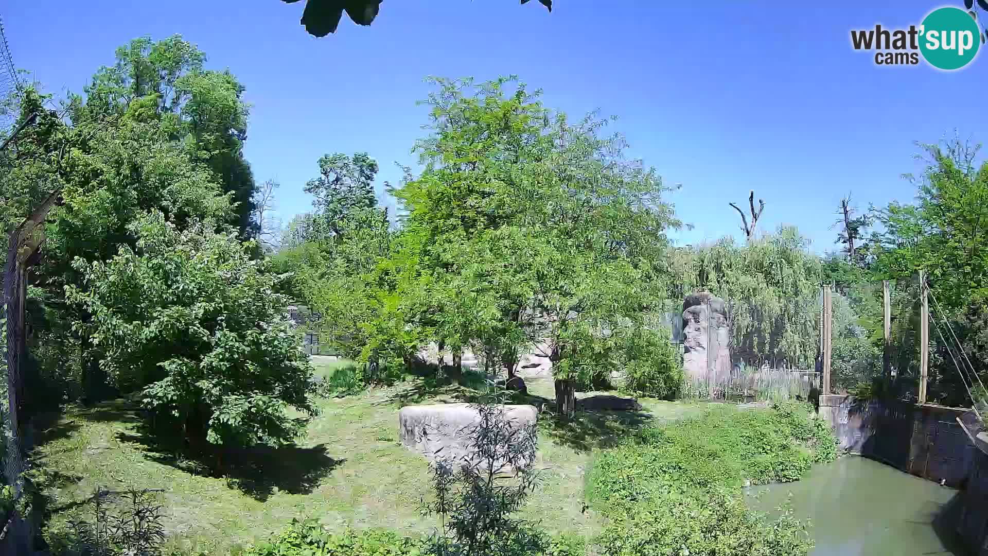 Zoo Zagreb – Lion