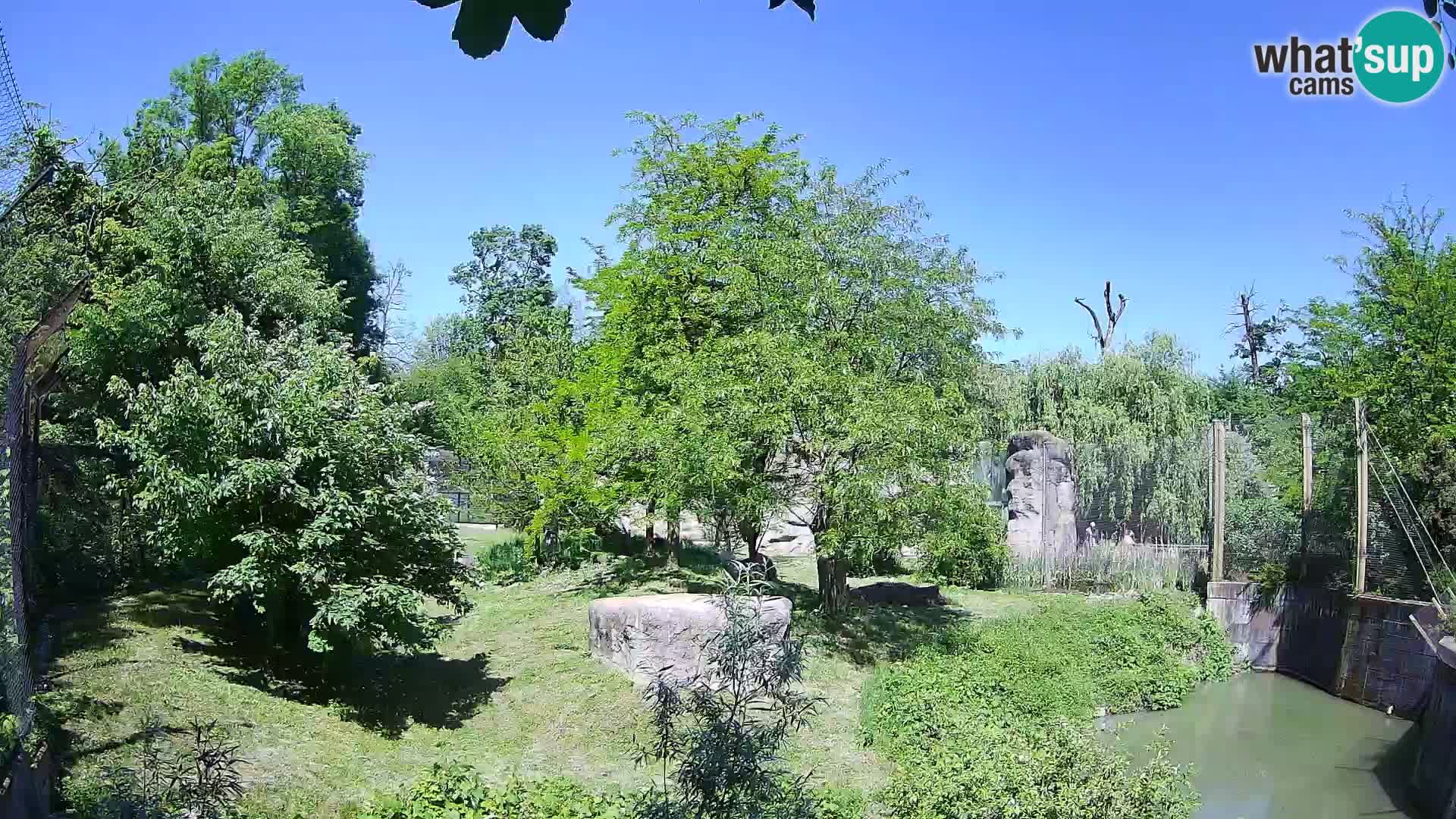 Zoo Zagreb – Lion