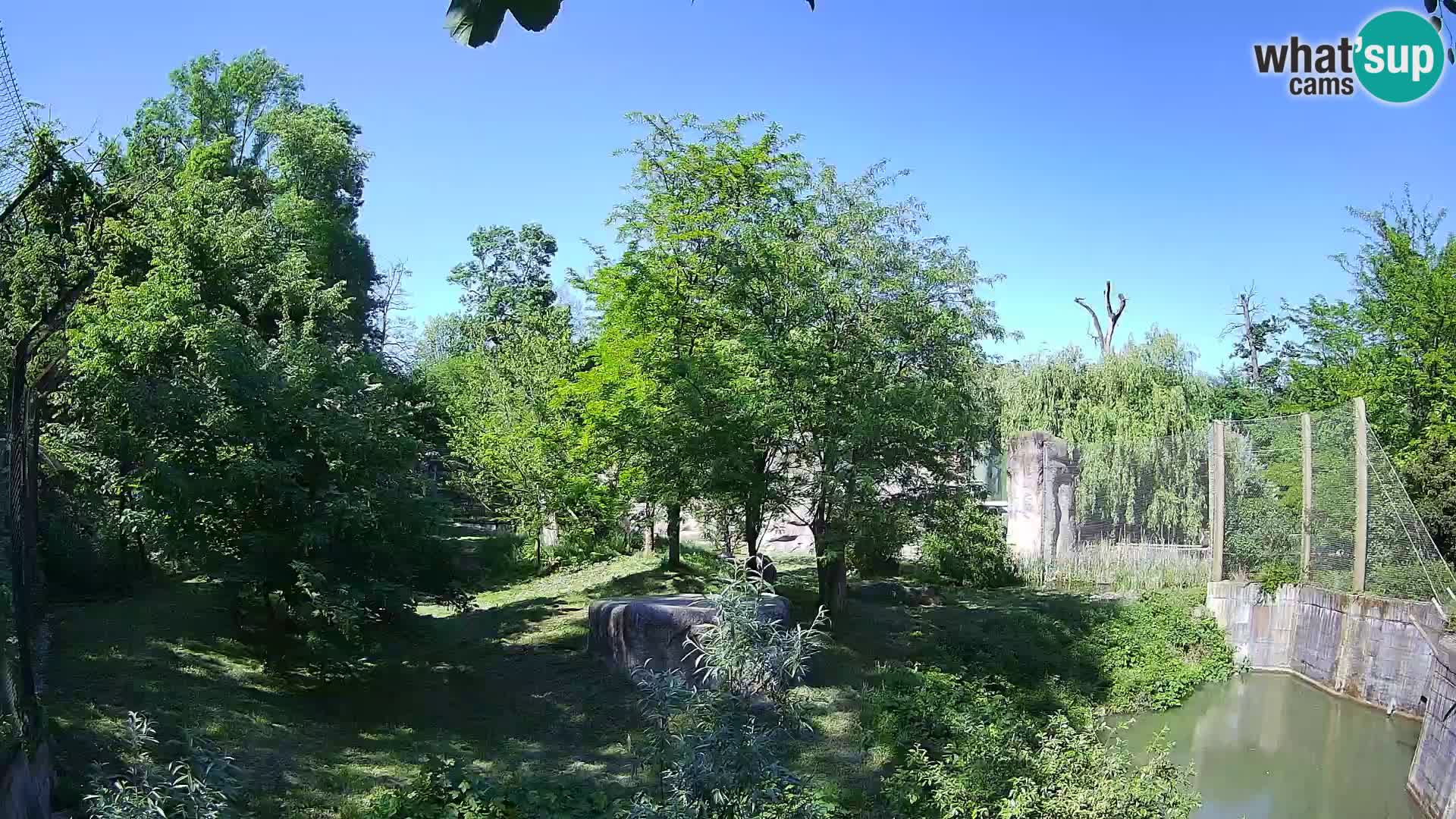 Zoo Zagreb – Lavovi