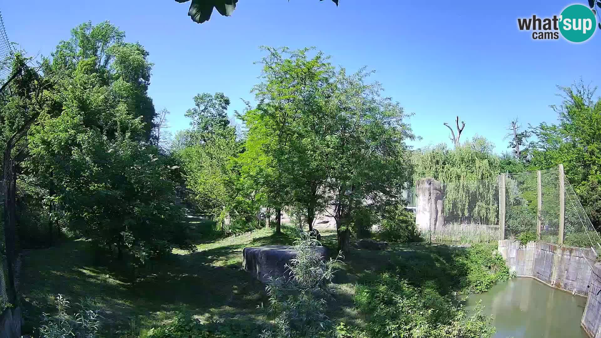 Zoo Zagreb – Löwen