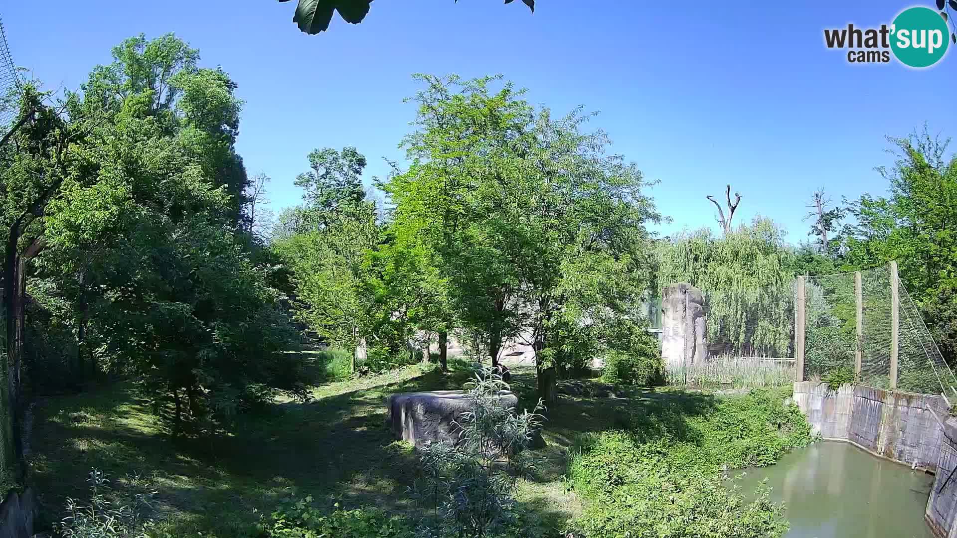 Zoo Zagreb – Löwen