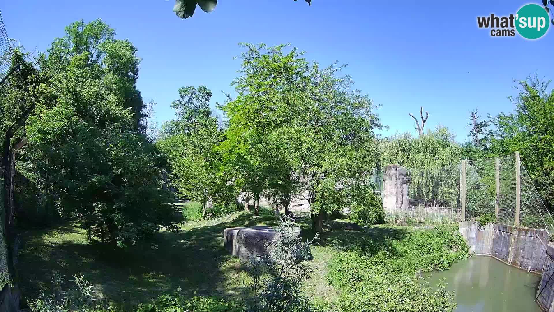 Zoo Zagreb – Lion