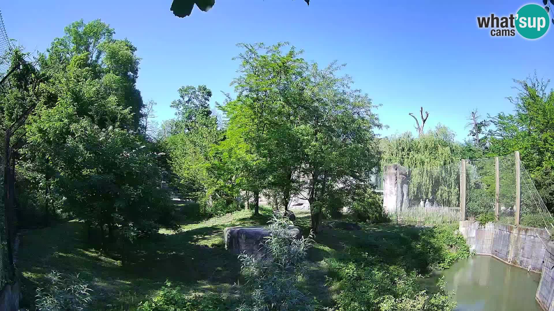 Zoo Zagreb – Lion