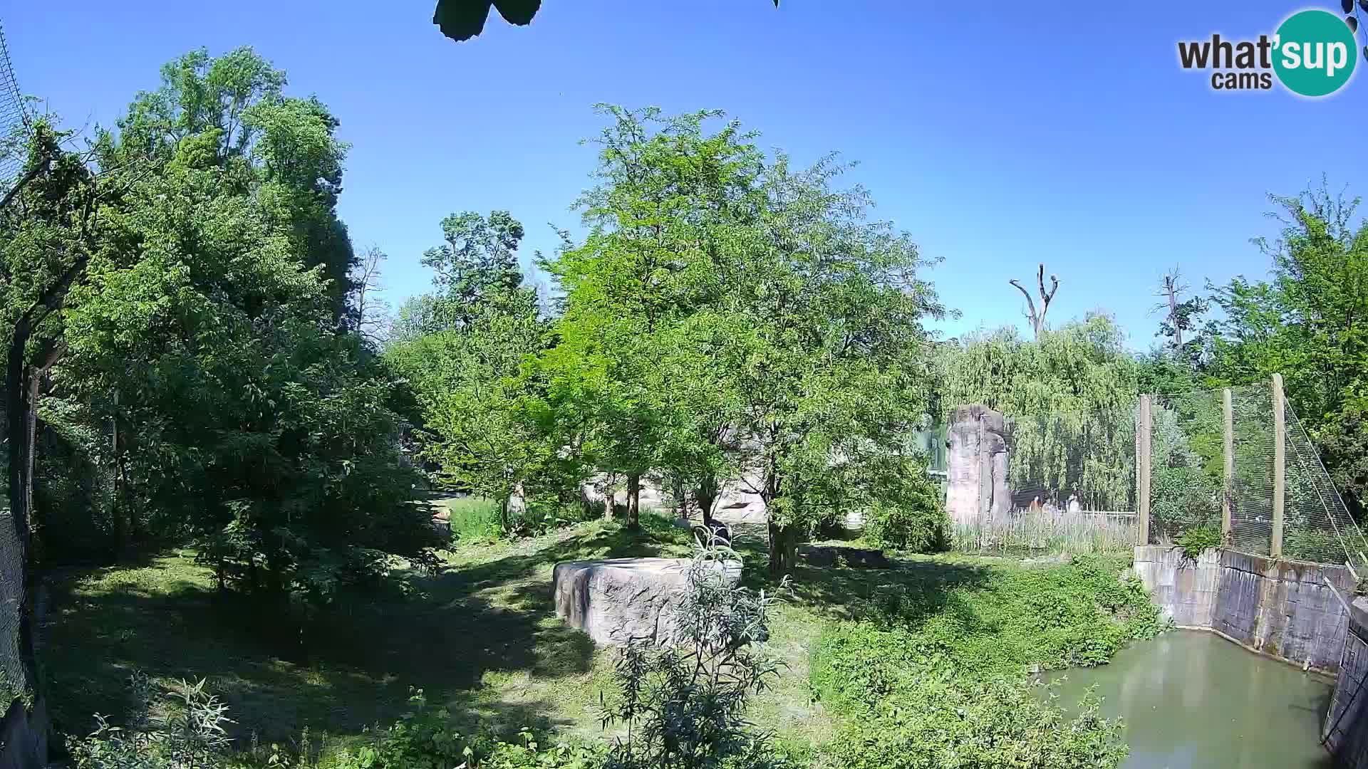 Zoo Zagreb – Lion