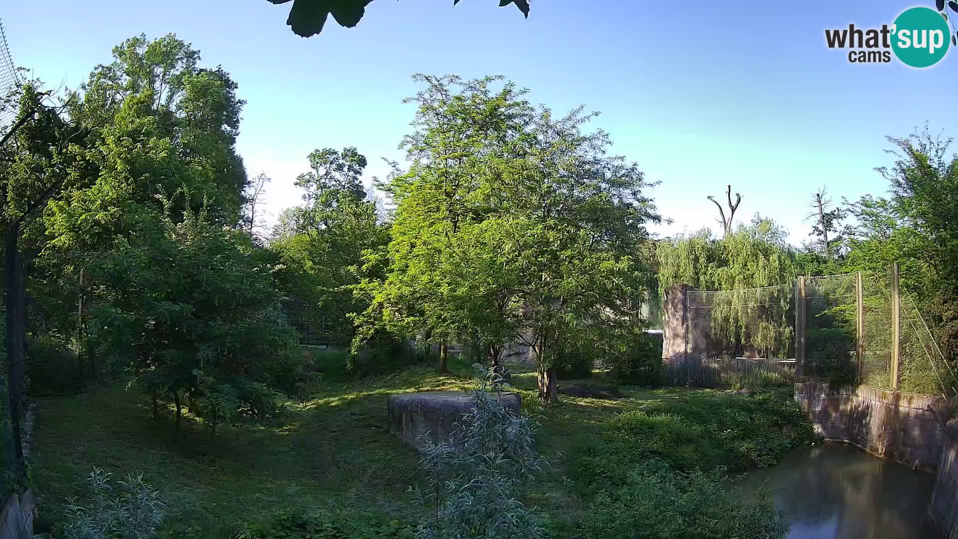Zoo Zagreb – Lion