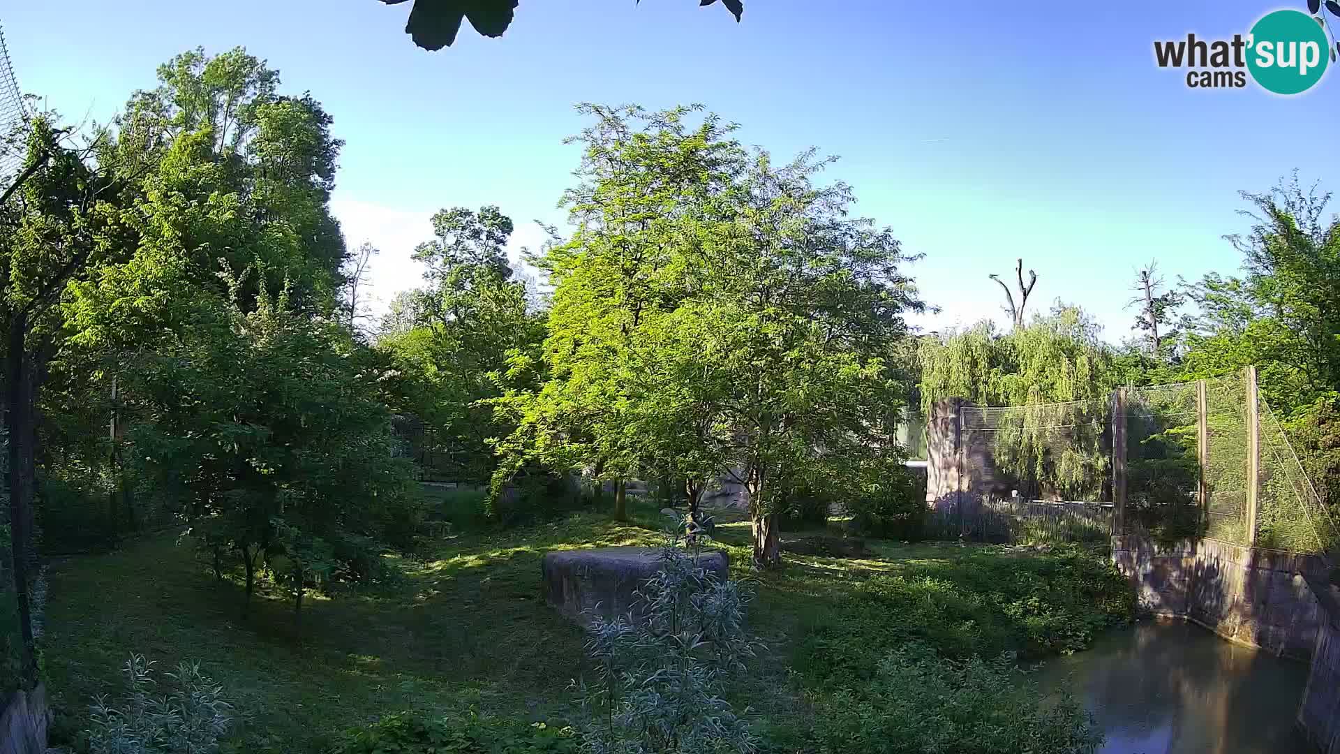 Zoo Zagreb – Lion