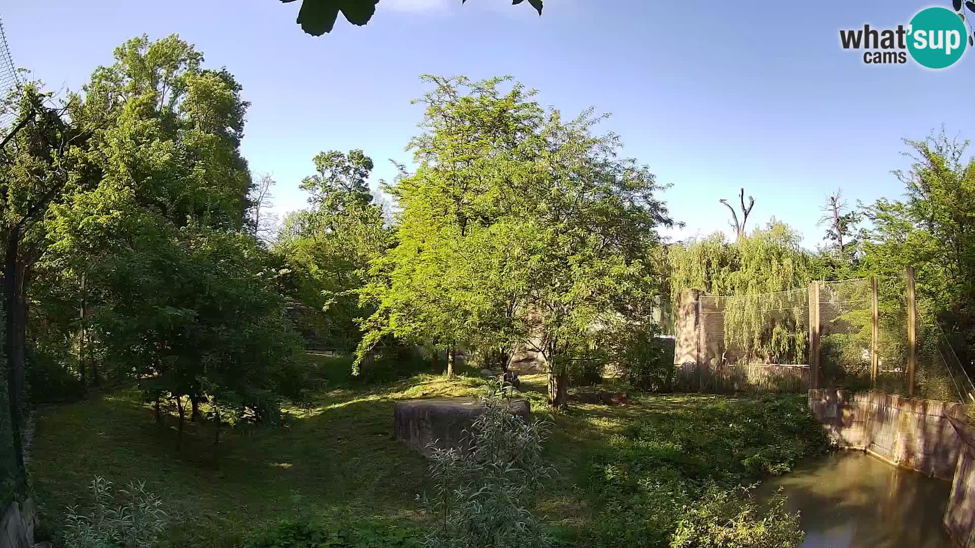 Zoo Zagreb – Leones