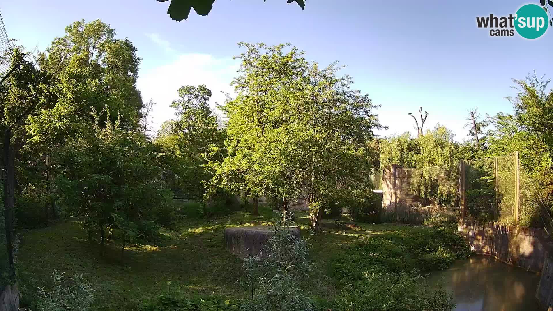 Zoo Zagreb – Lion