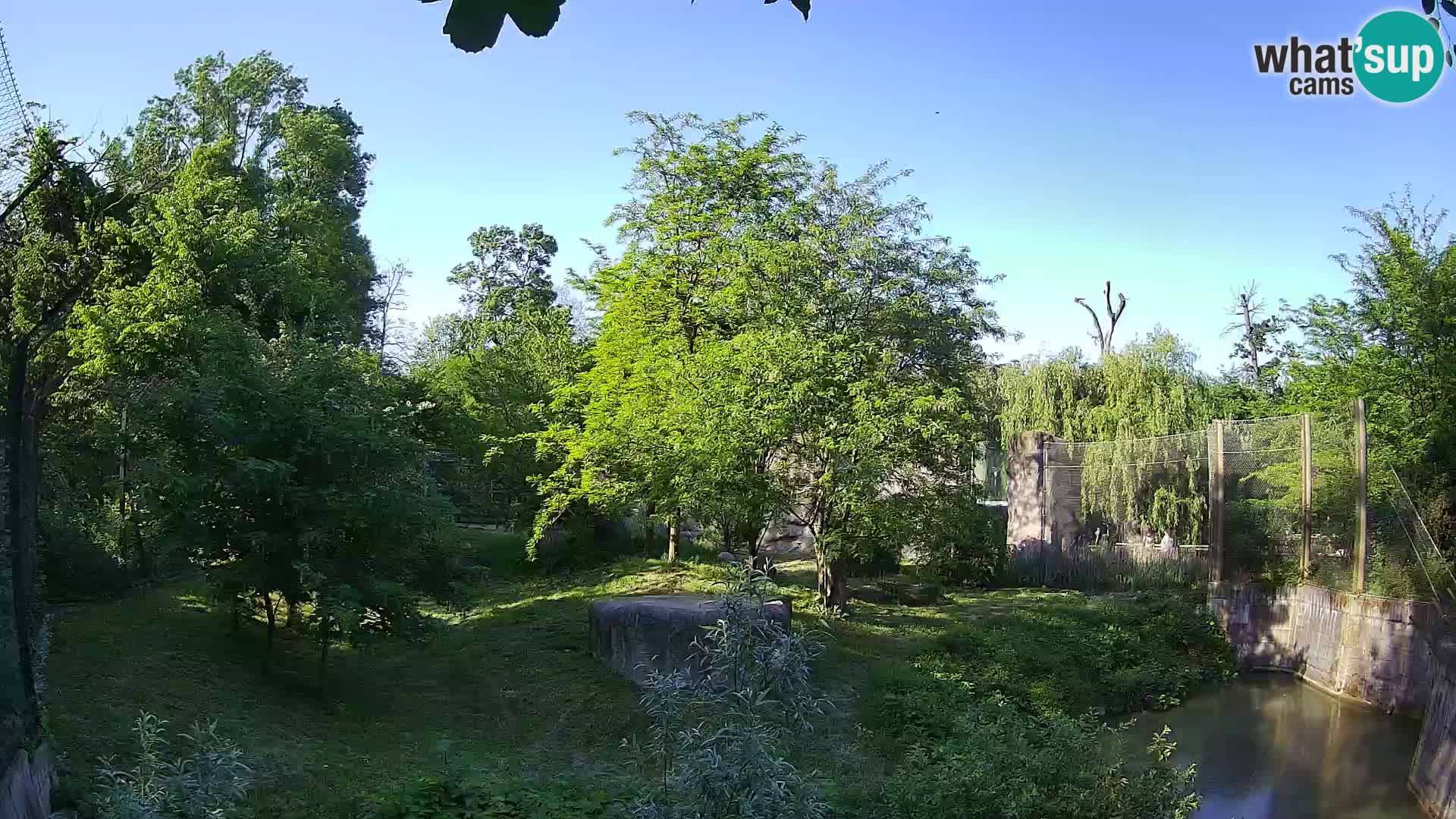 Zoo Zagreb – Lavovi
