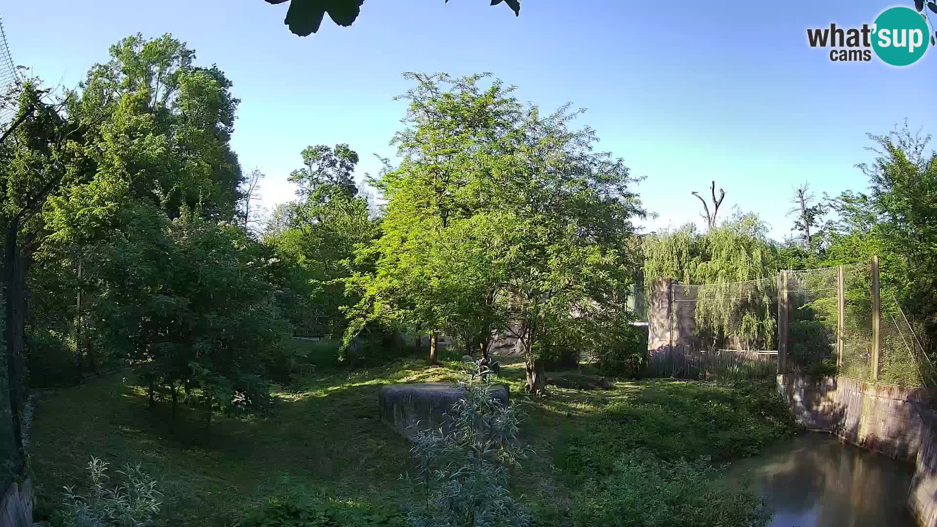Zoo Zagreb – Lavovi