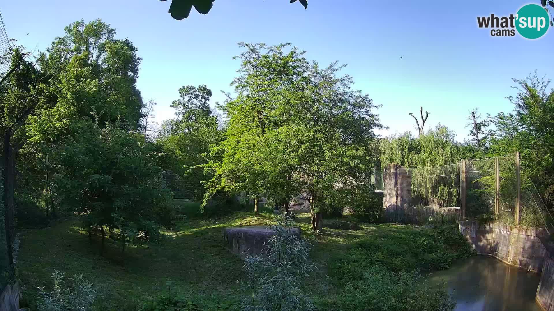Zoo Zagreb – Lavovi