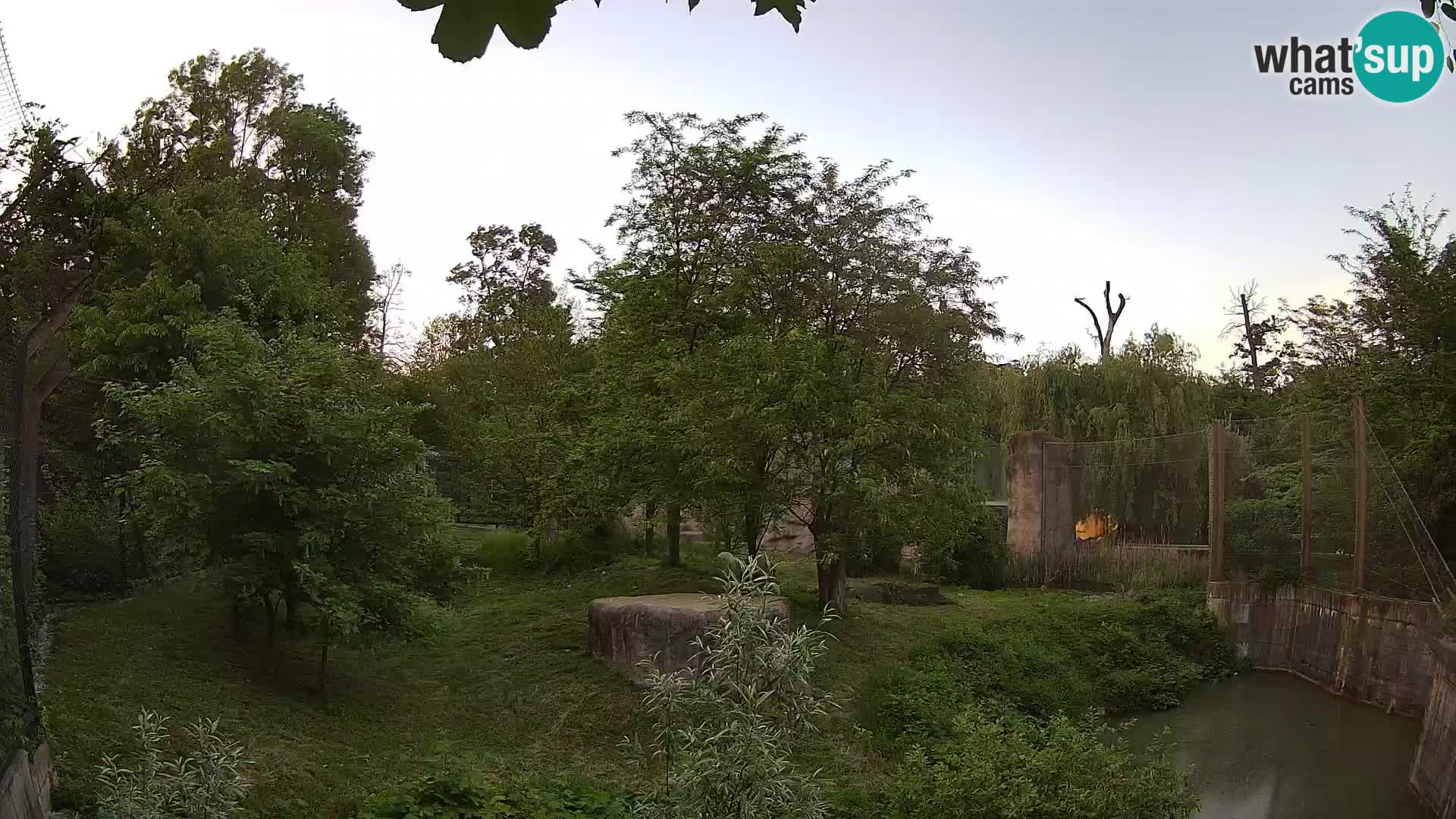 Zoo Zagreb – Lion