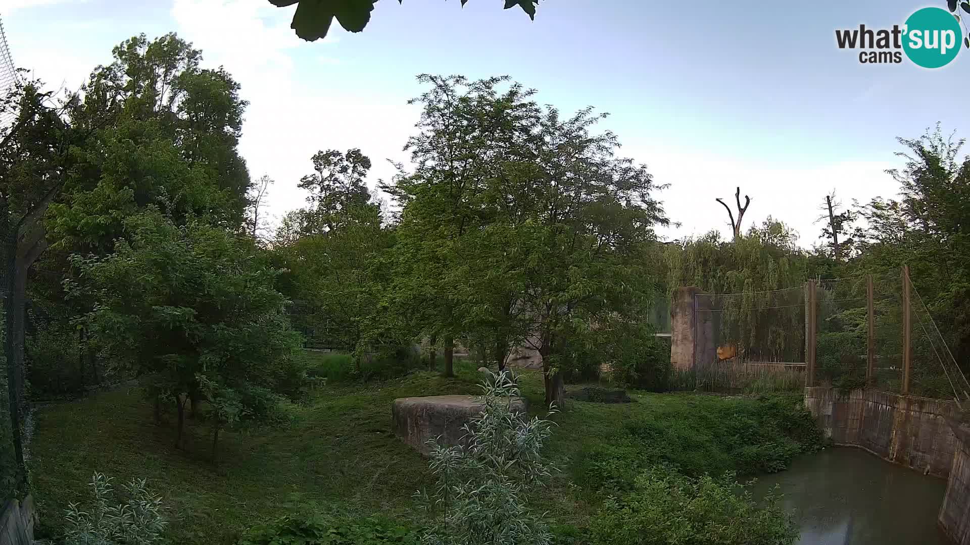Zoo Zagreb – Lavovi