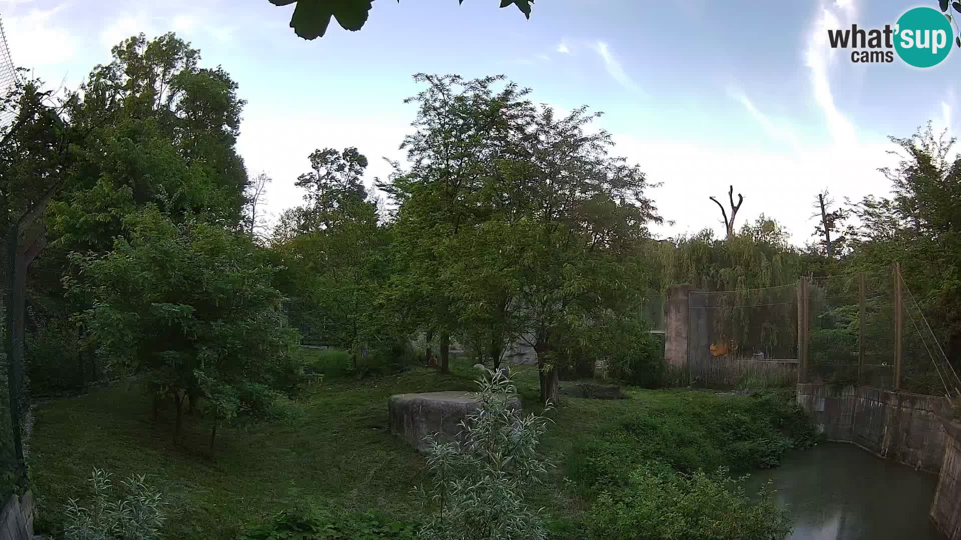 Zoo Zagreb – Lion