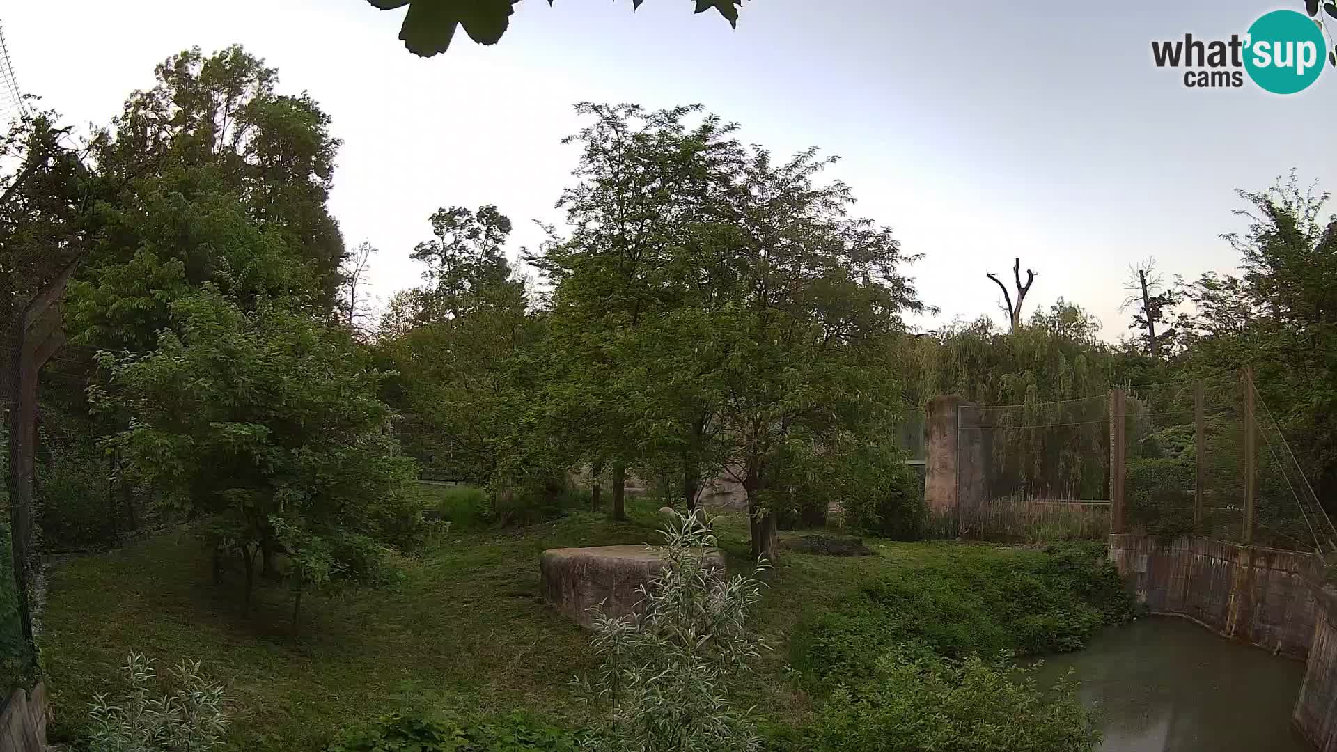 Zoo Zagreb – Lion