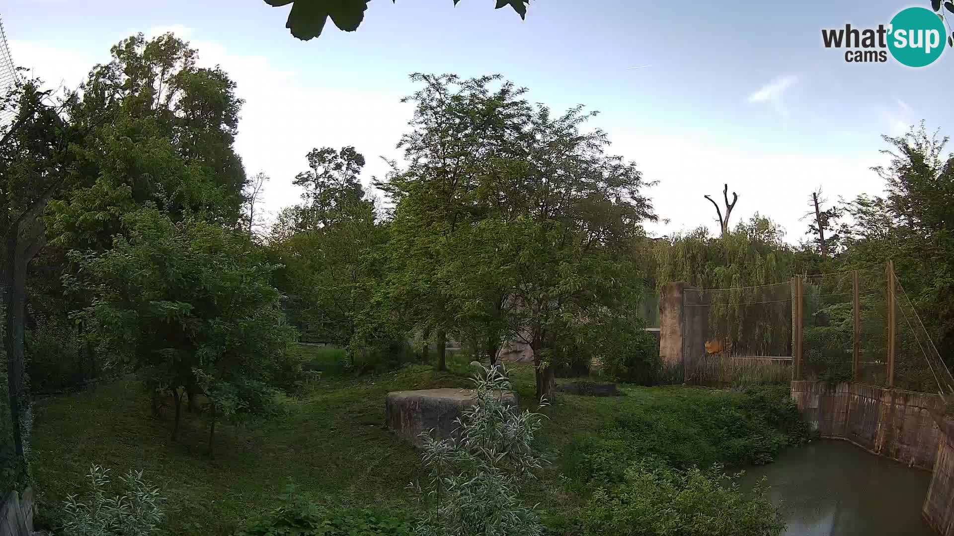 Zoo Zagreb – Lion