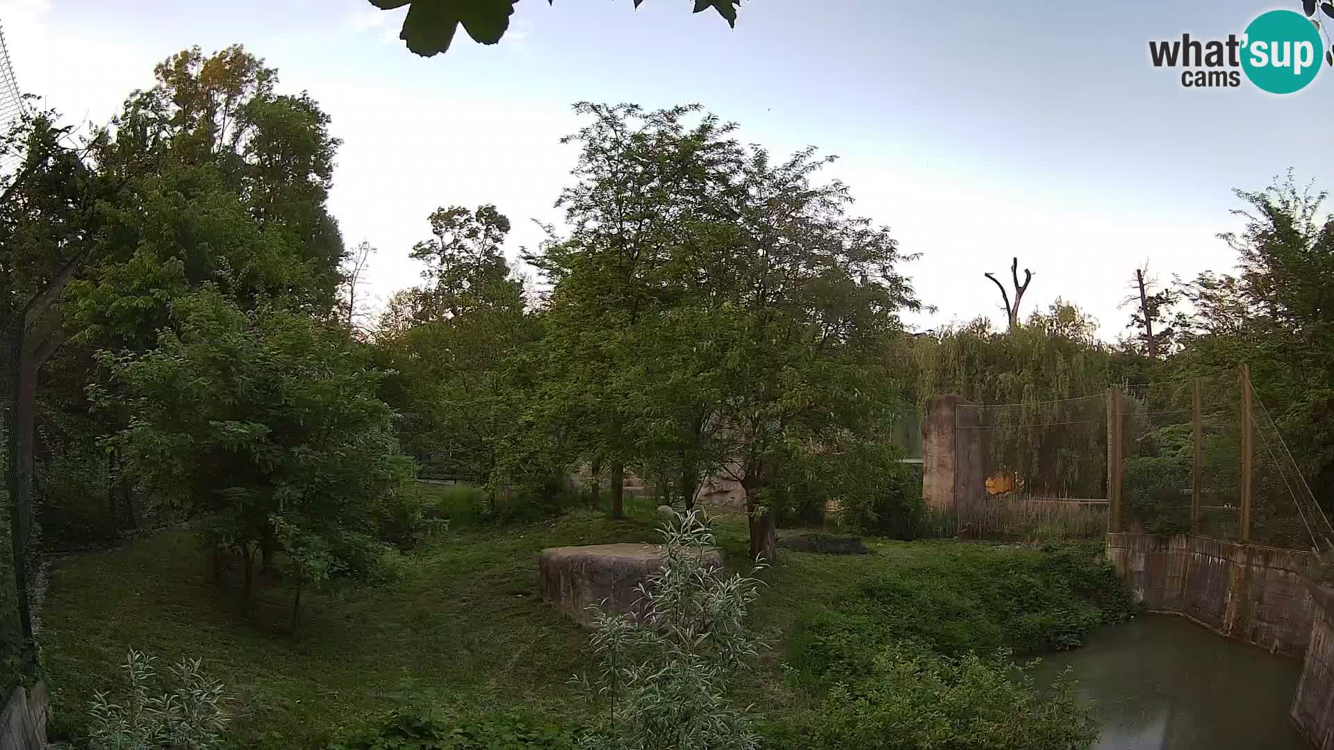 Zoo Zagreb – Lion