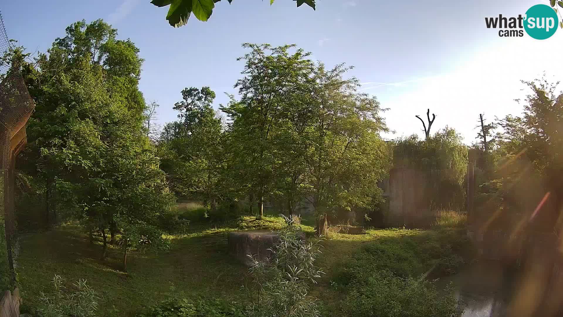 Zoo Zagreb – Leones