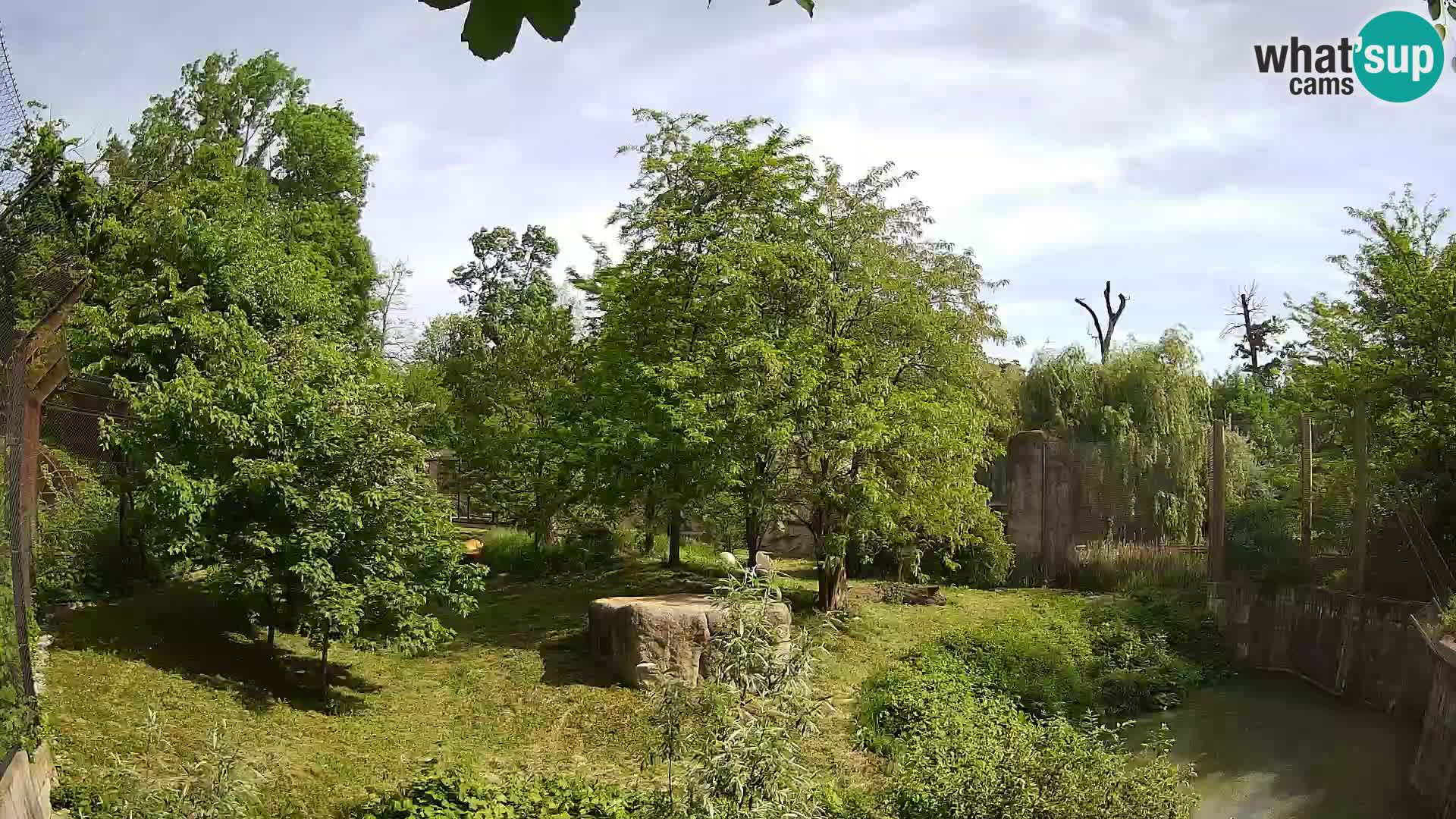 Zoo Zagreb – Lavovi